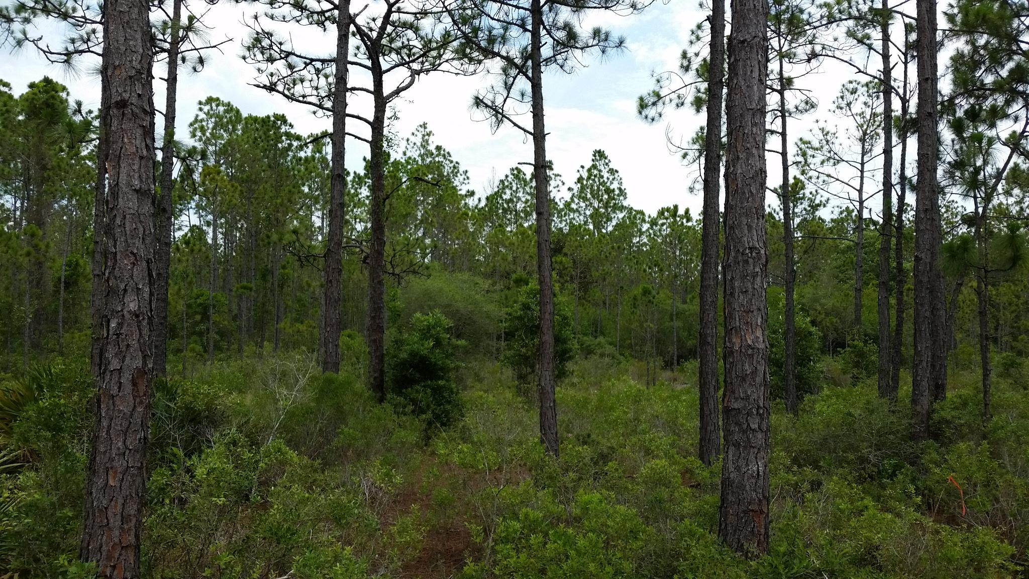 Topsail Walk - Residential