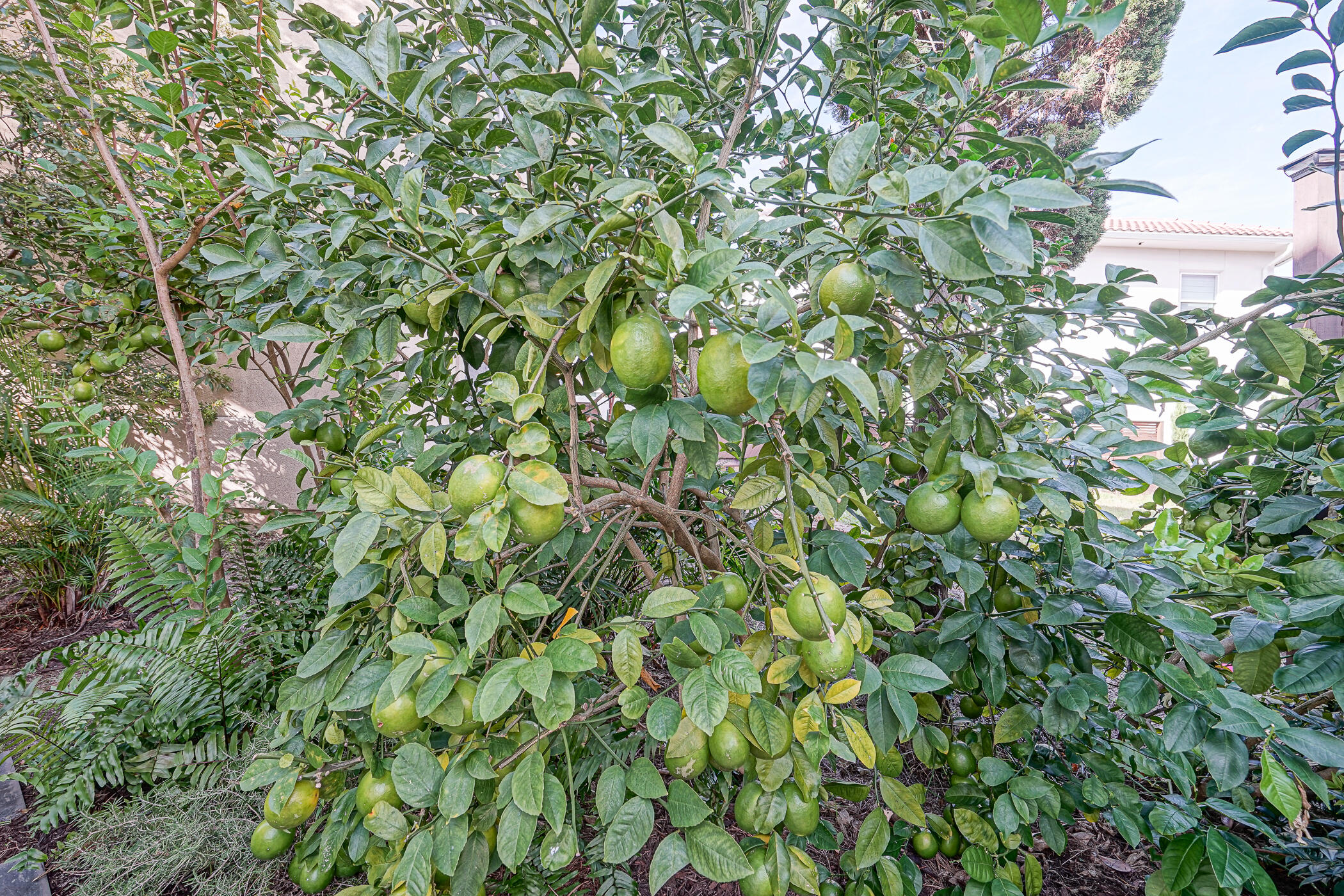 CALUSA BAY S/D - Residential