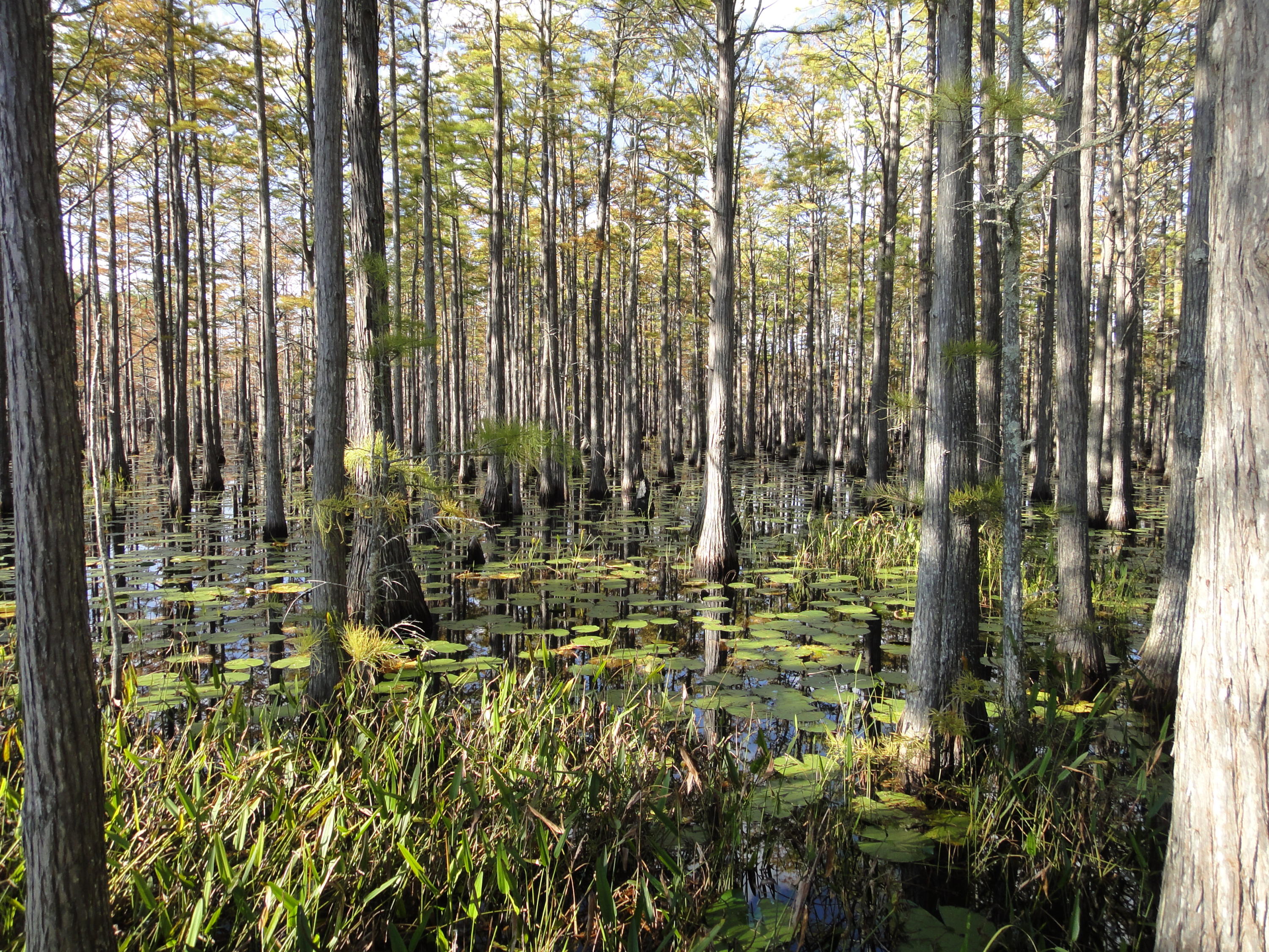 CYPRESS DUNES - Land