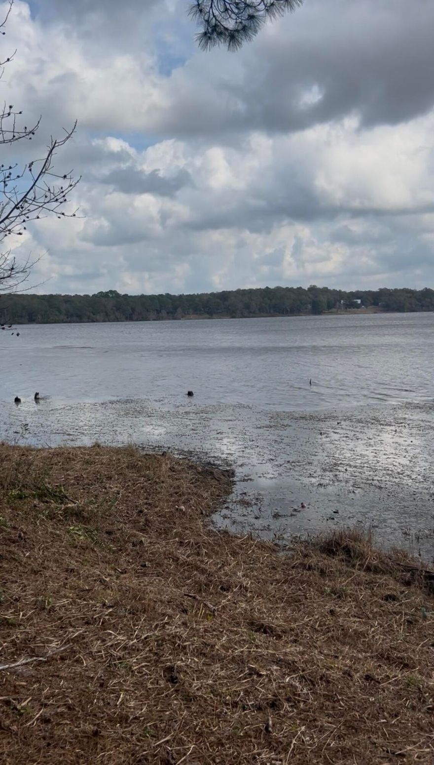 Beautiful Juniper Lake waterfront lot ready for your dream home! This 500+ acre lake is perfect for canoeing, kayaking, swimming, and is well known for excellent bass and bream fishing. Enjoy peaceful lake views from the 20' x 12' deck, ideal for morning coffee or evening relaxation. The land has been thoughtfully cleared with space for an RV while you build. Mature trees line both sides for added privacy. Features include a 12' x 12' wired metal building for storage or hobbies and a 90-foot retaining wall that enhances both function and appeal. Schedule your showing today!