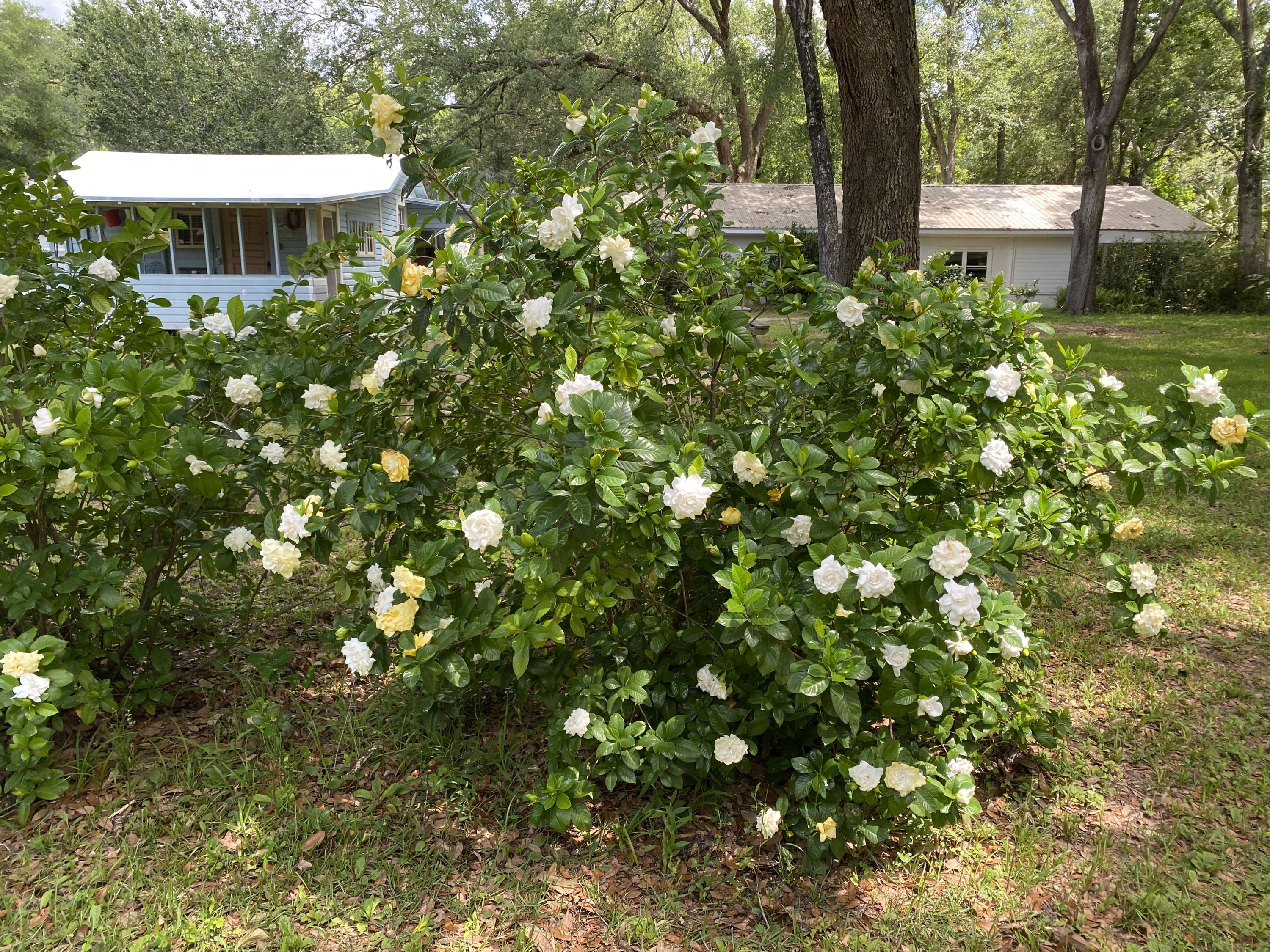 HOWELLS BLUFF - Residential