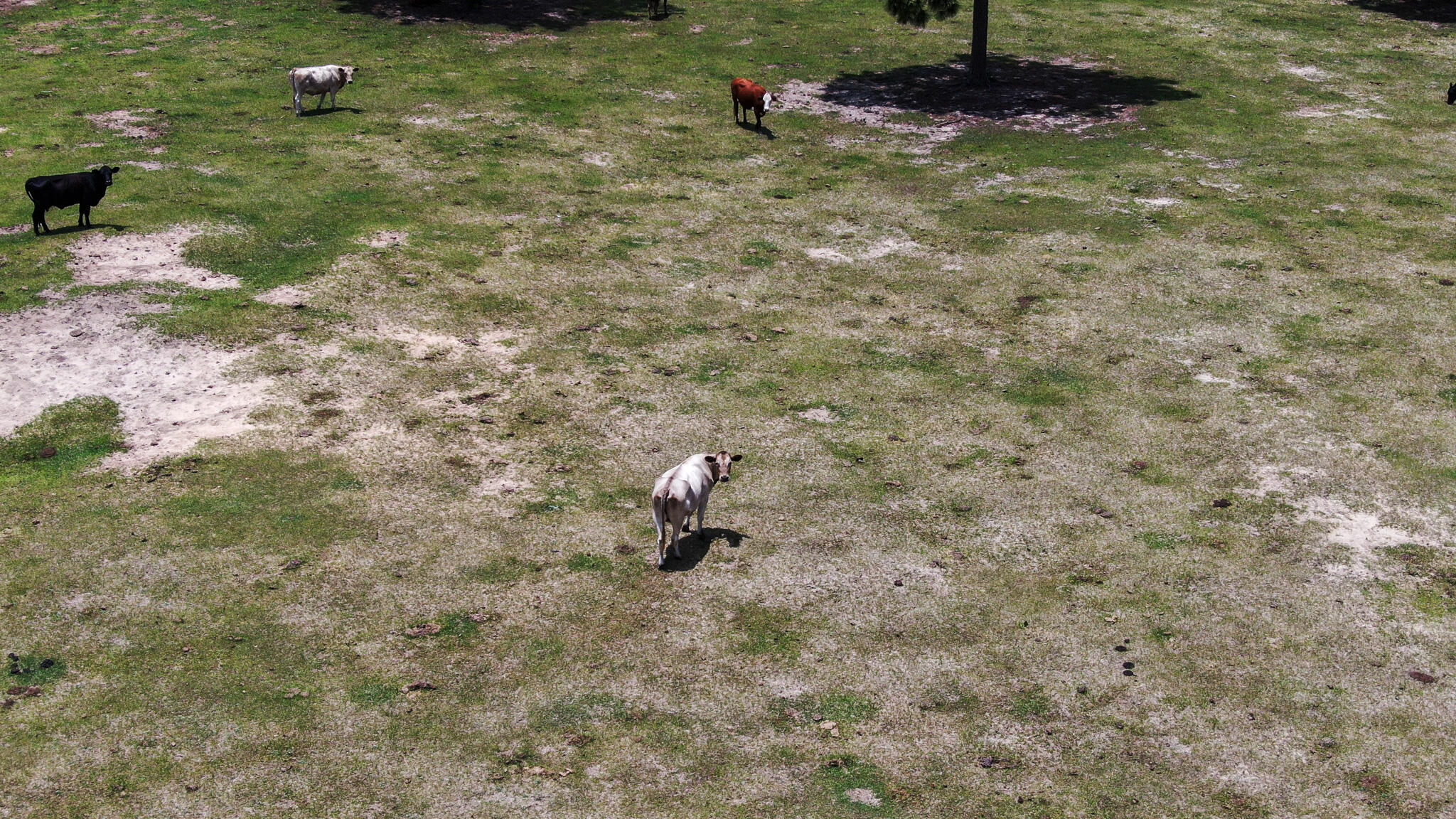 LOT 43 DELAWARE PLANTATIONS S/D PHASE TWO - Farm