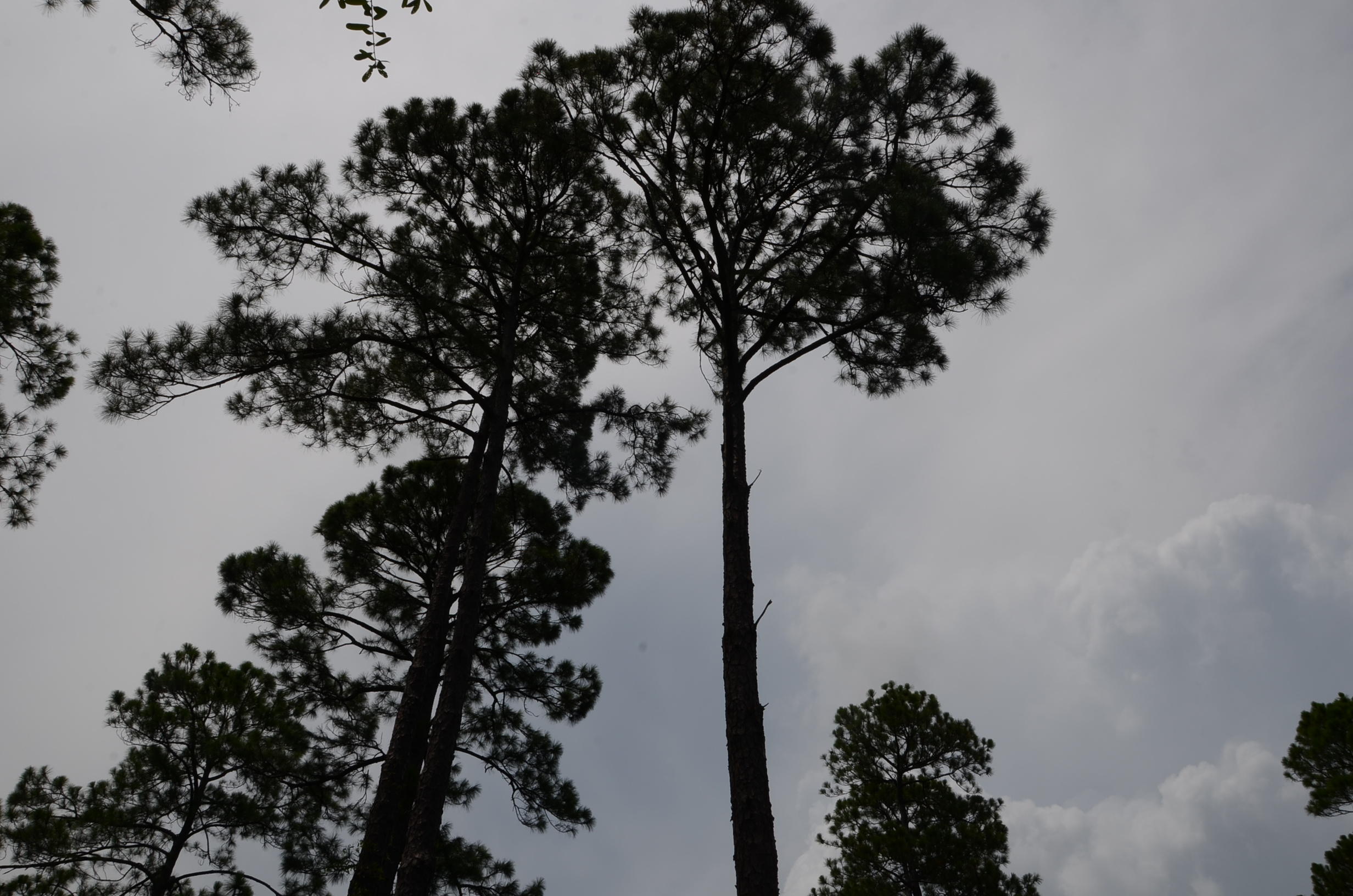 SANTA ROSA PLANTATION - Residential