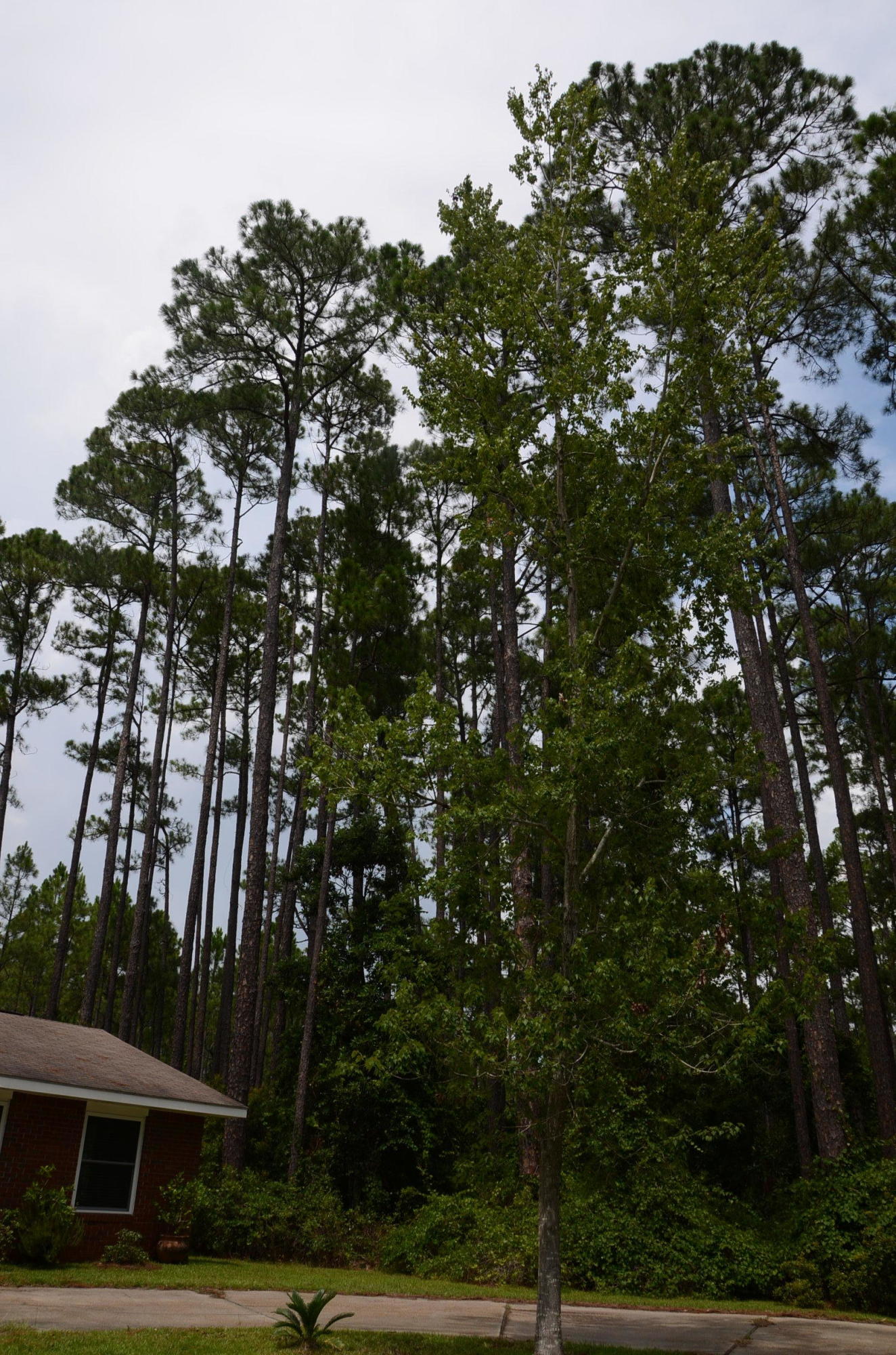 SANTA ROSA PLANTATION - Residential