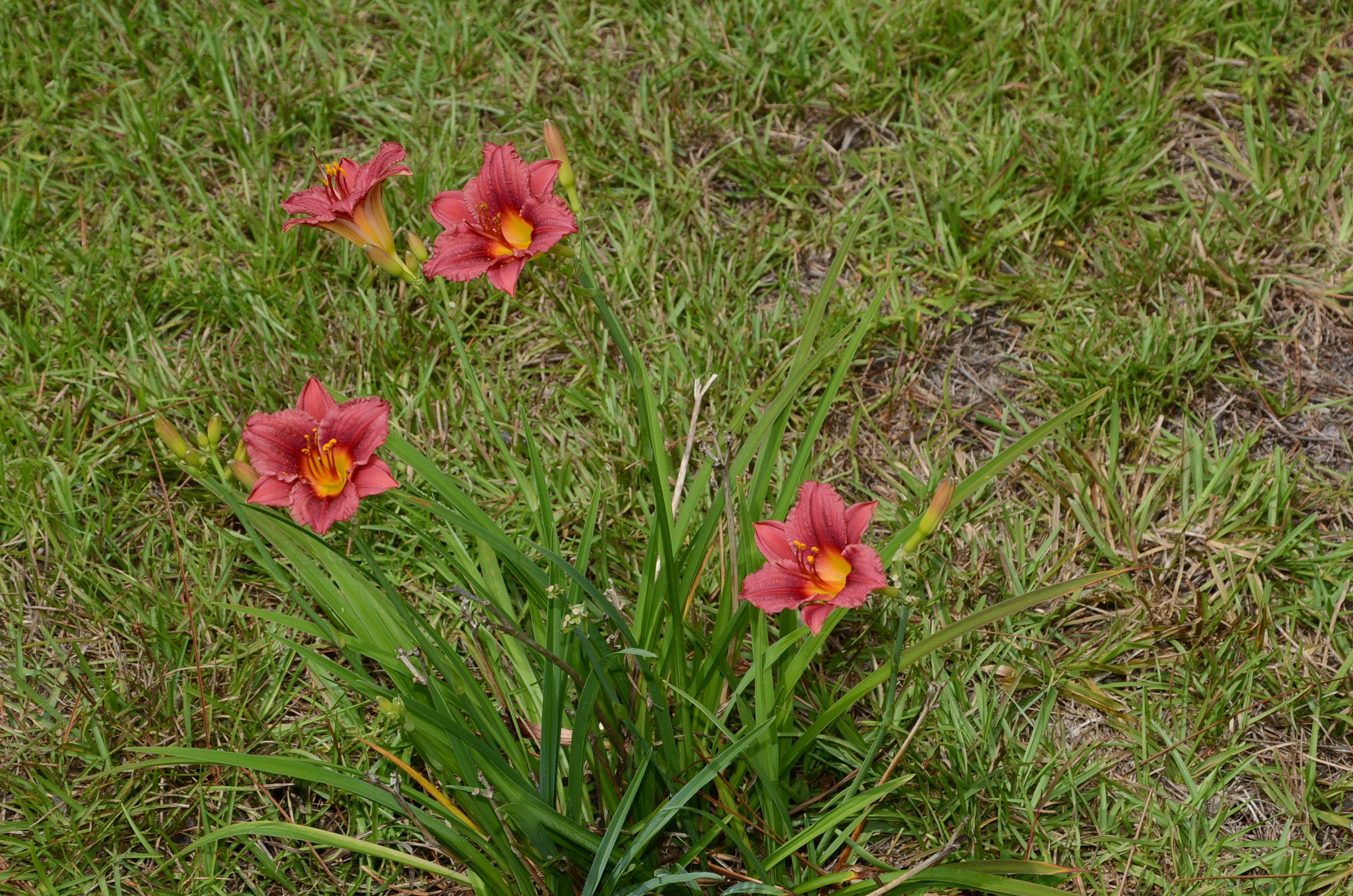 SANTA ROSA PLANTATION - Residential