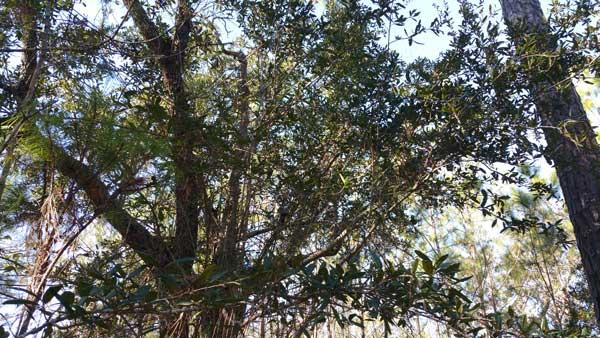 EMERALD SHORES - Land