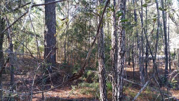 EMERALD SHORES - Land