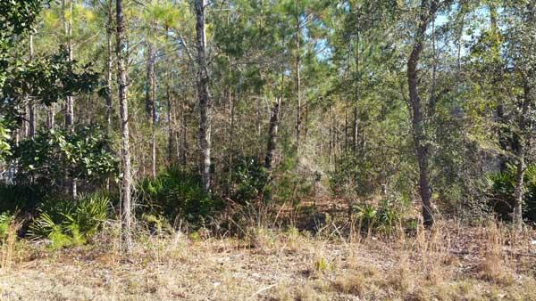 EMERALD SHORES - Land