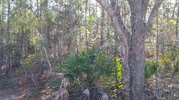 EMERALD SHORES - Land