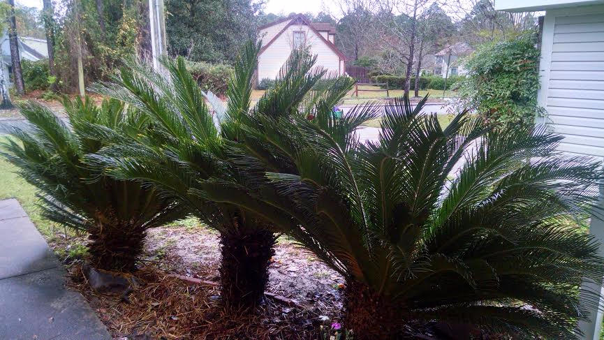 LAKE CHARLESTON - Residential