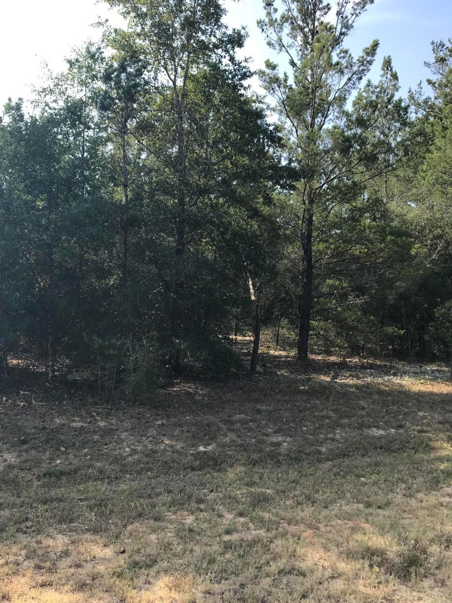 Nice wooded lot in Mossy Head. Right around the corner from the Dollar Store.
Build your new house or put your favorite mobile home on this great lot.