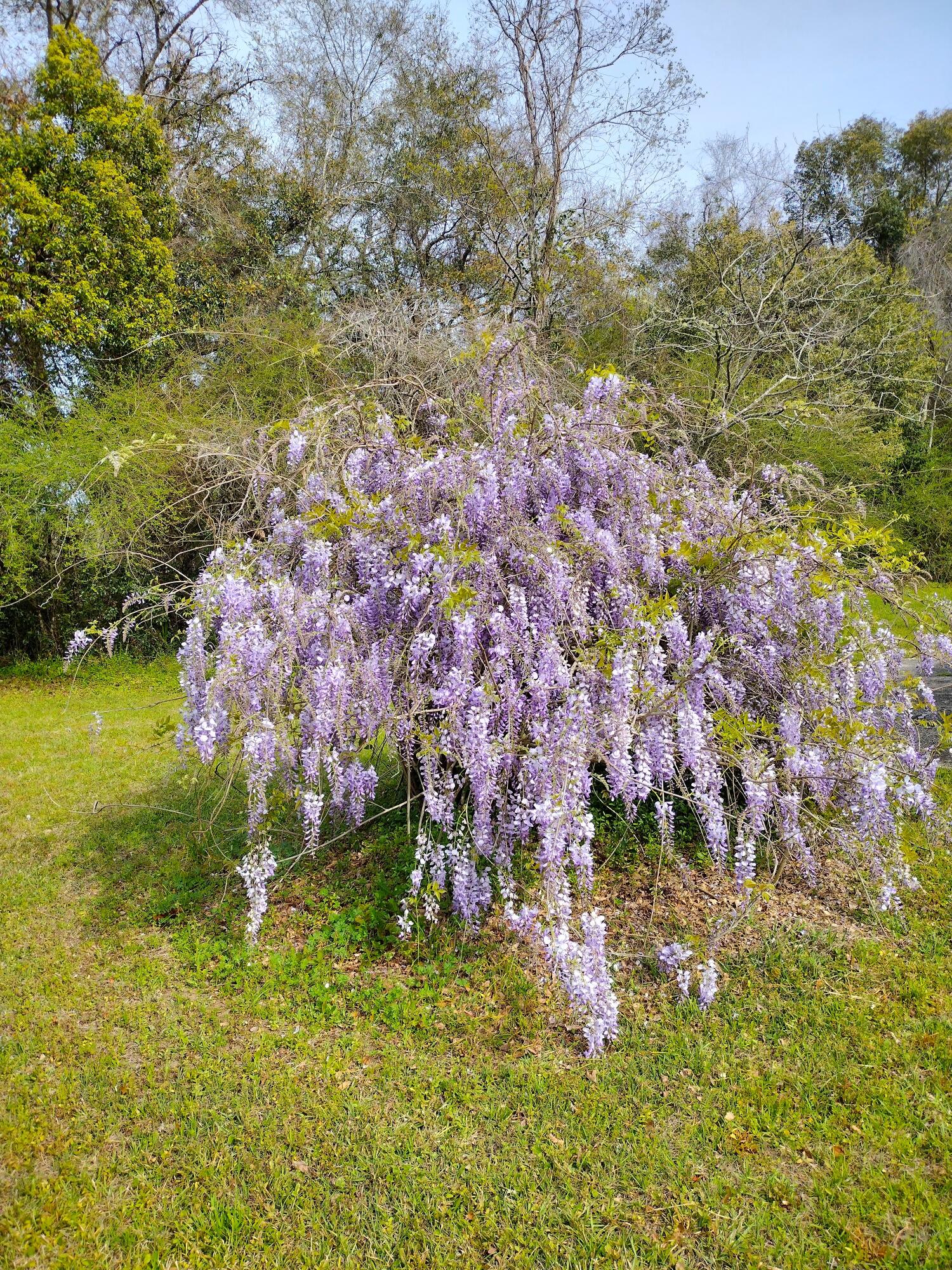 PARCHTOWN - Residential