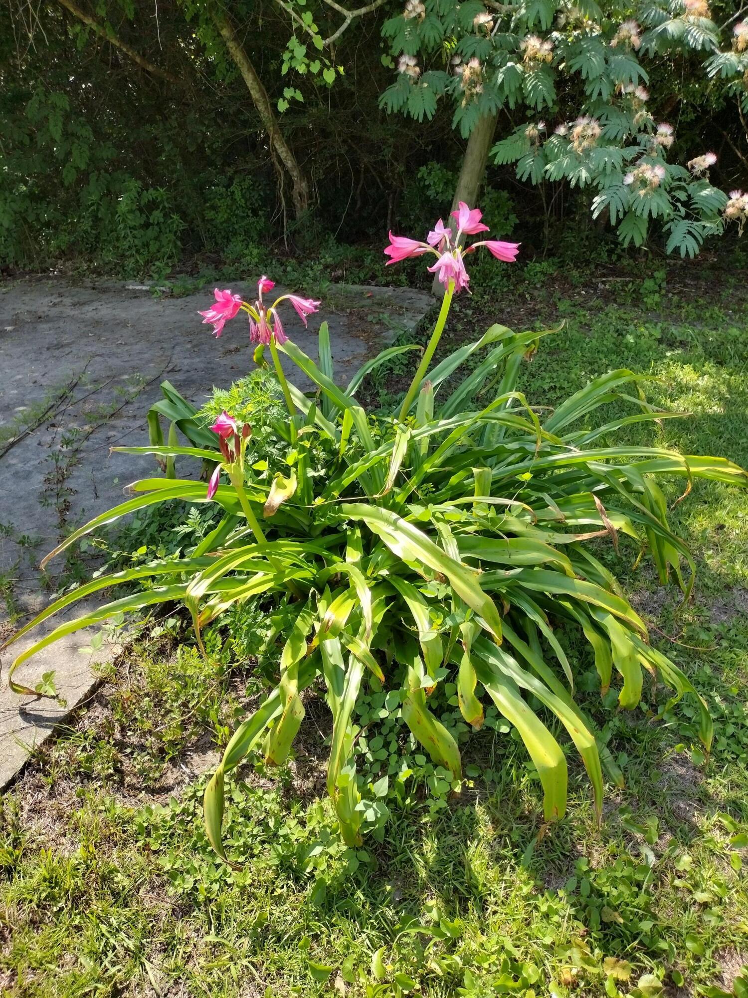 PARCHTOWN - Residential