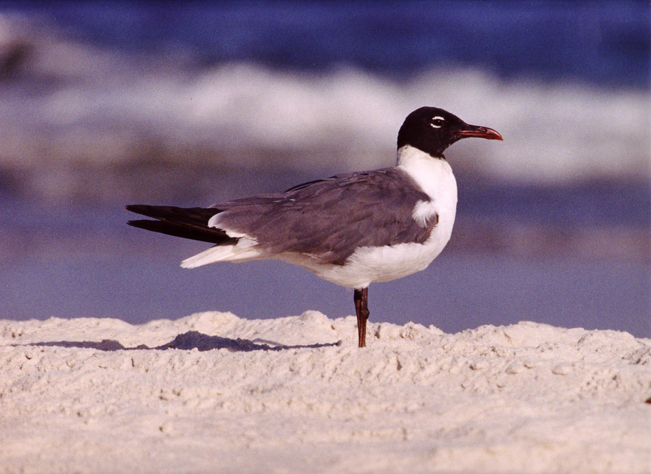 RAINTREE ESTATES - Residential