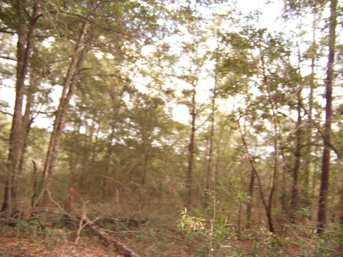 LAKE JUNIPER ESTATES UNIT III - Land