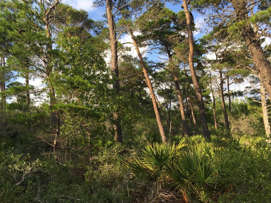 This unique property is intended for those who seek privacy yet enjoy nature and all it offers on the Gulf Coast. It's located within the 1,640 acre Topsail Hill Preserve State Park which boasts 3 miles of pristine beaches, 3 Coastal Dune Lakes, and miles of trails and fishing.This is a rare opportunity; as this unique building lot is one of only two available to private owners. Your estate boasts 4.5 wooded private acres all within the protected forest There is a private road from 30A taking you to your home site. Build now or just park the RV until you are ready. Zoned for one primary home plus one detached carriage house!!! So many possibilities so hurry before it's gone.