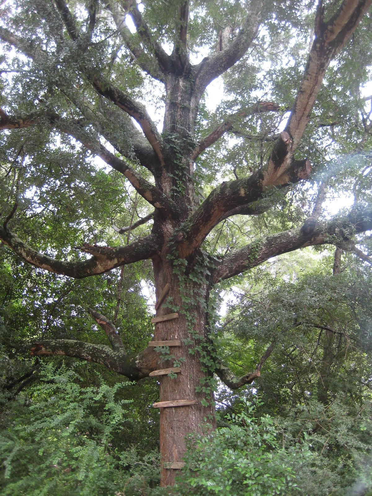 ADAMS POWELL EAST - Residential