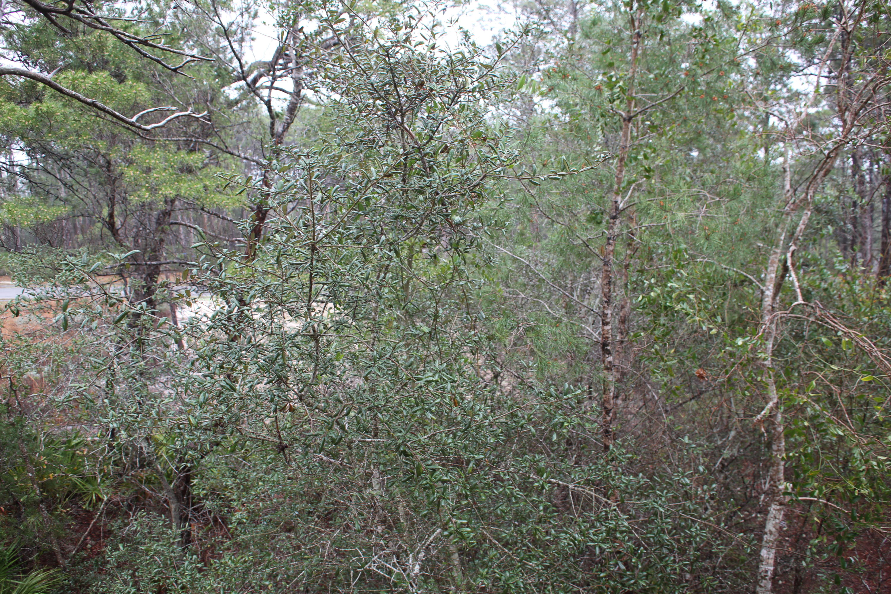 Preserve at Inlet Beach - Residential