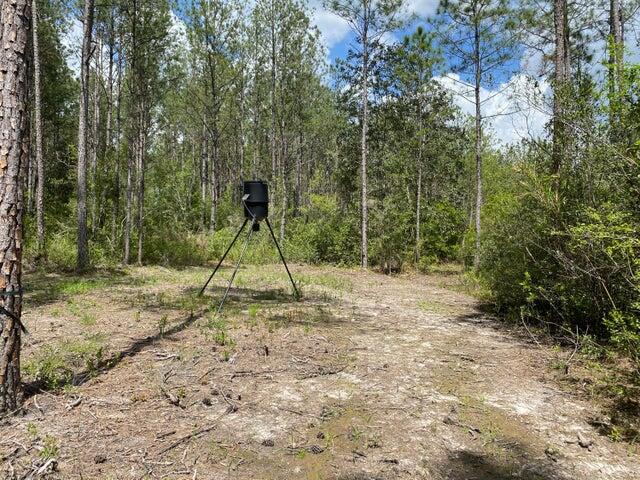 WALTON PLANTATION - Land