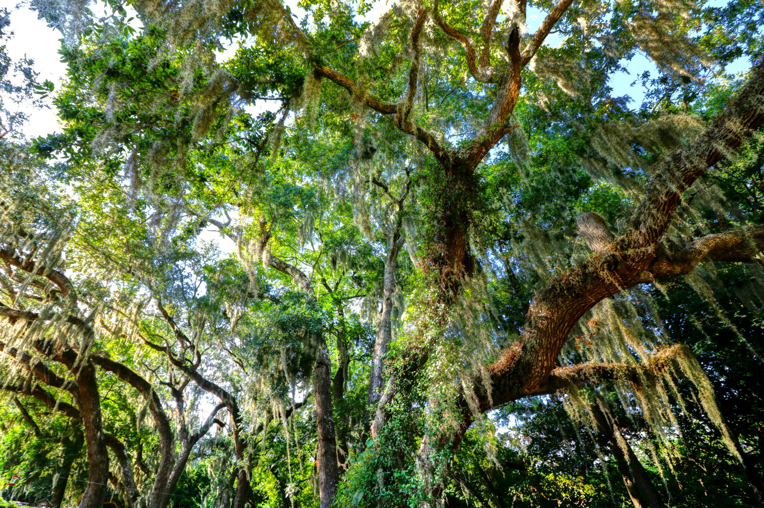 Imperial Oaks Ely - Residential