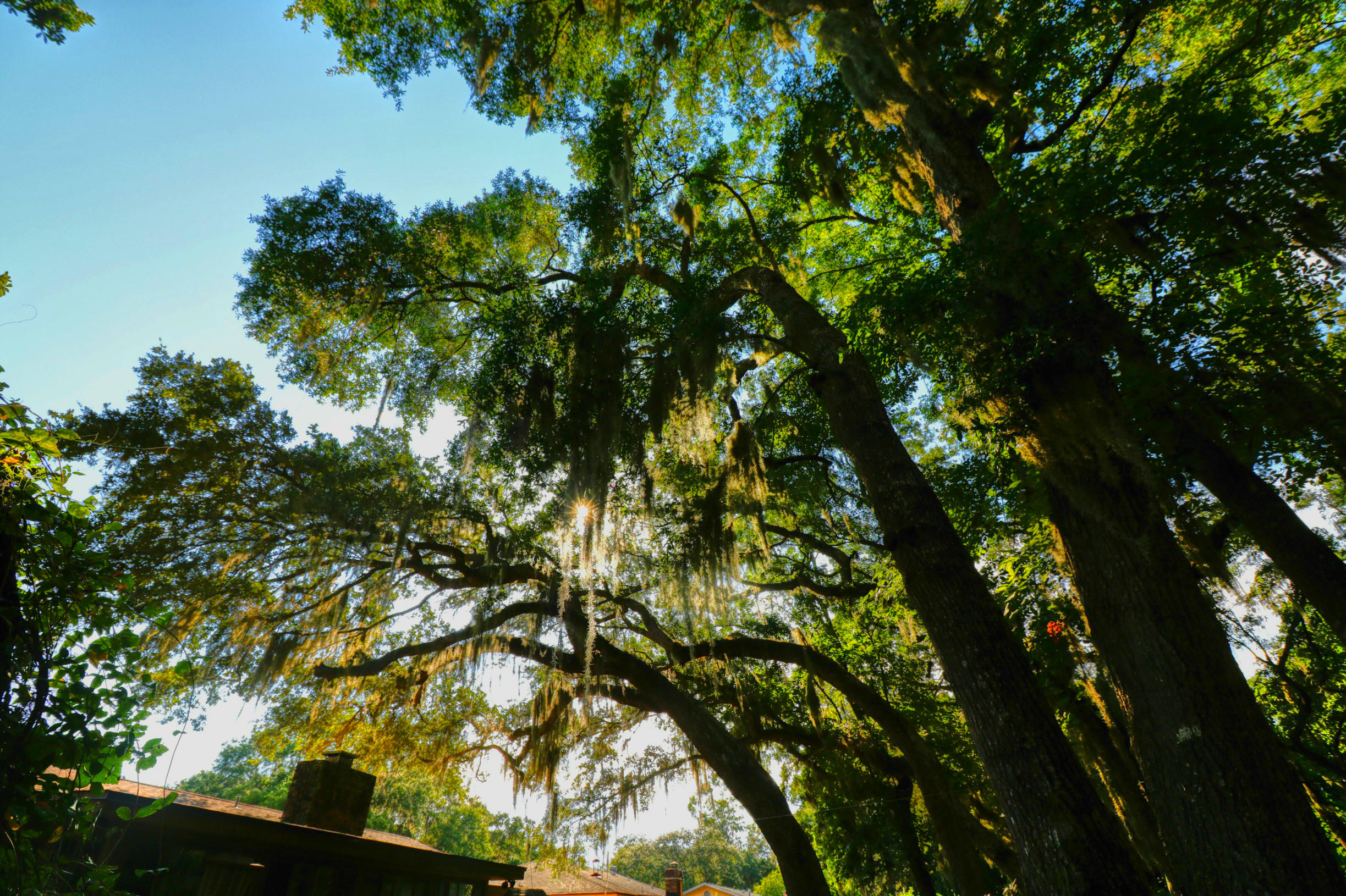 Imperial Oaks Ely - Residential