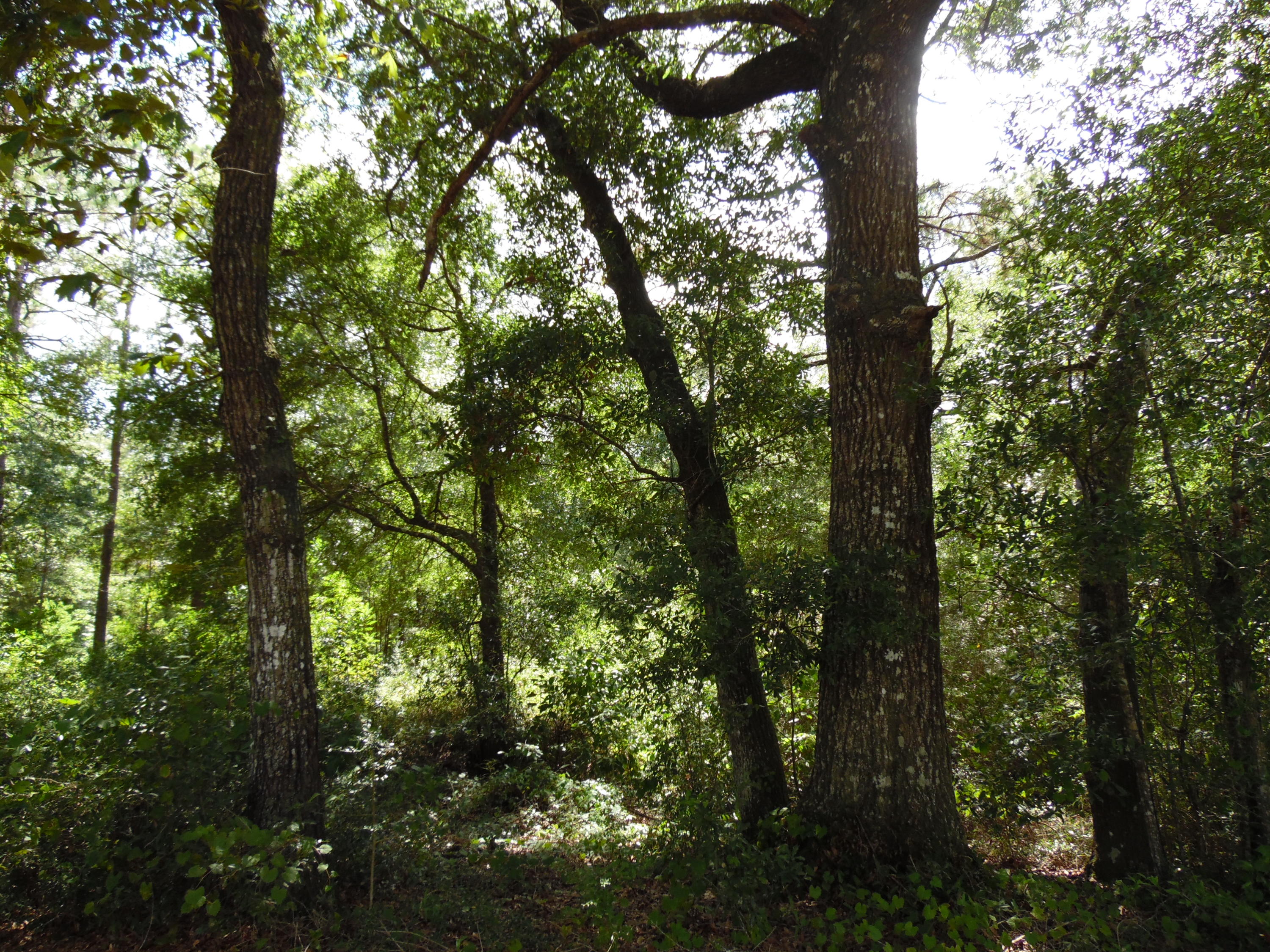 LOT 1 PIPERS LANDING S/D AND LOT 1A UNRECD Plat OF PIPERS LANDING - Land