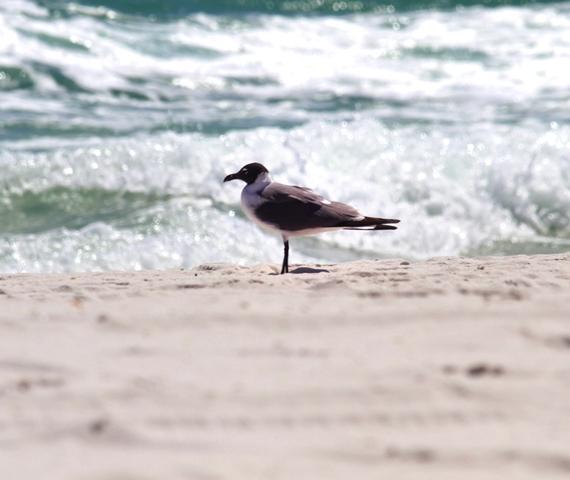 GRAND CARIBBEAN EAST CONDO - Residential