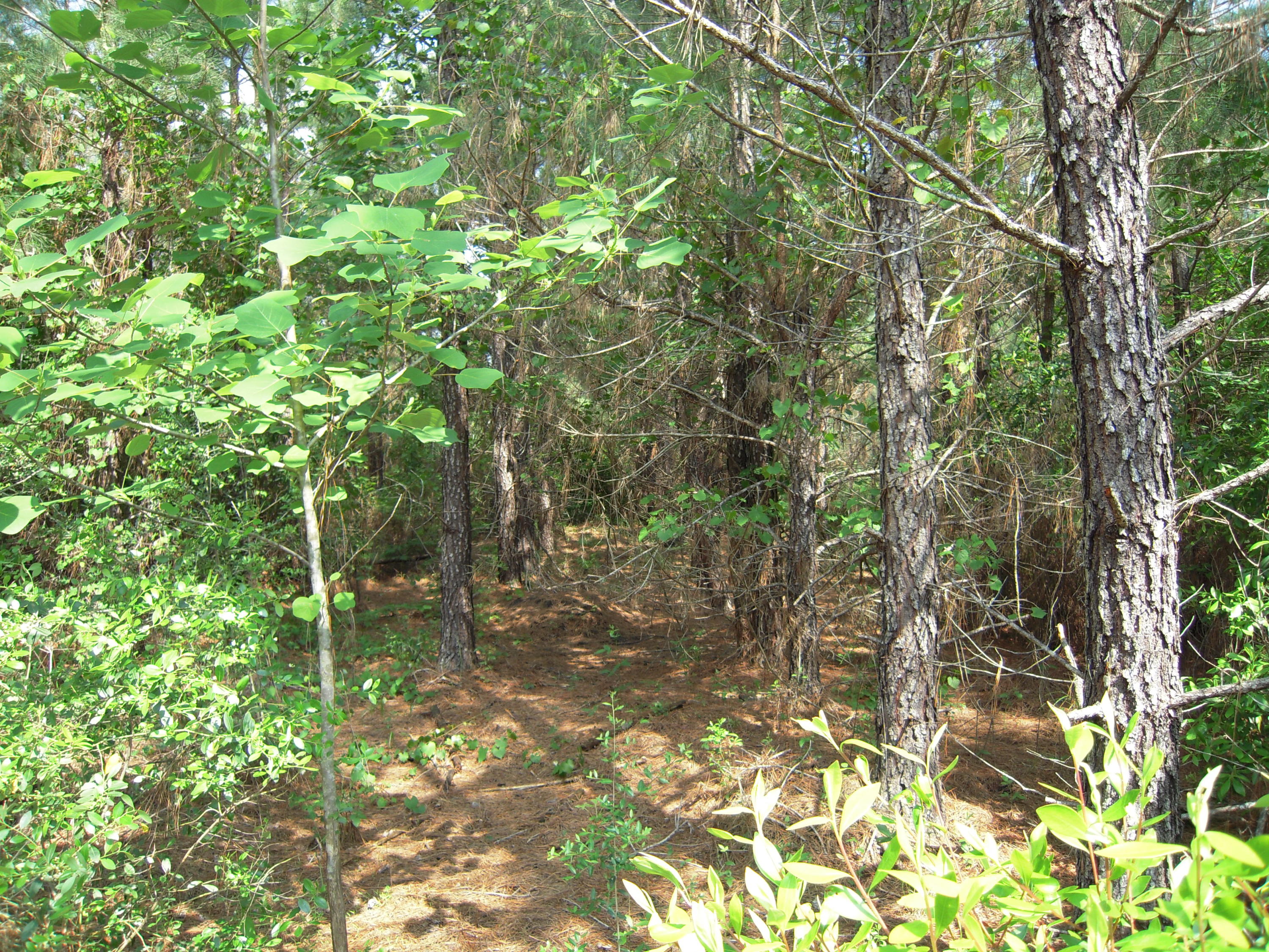 Vacant lot in Raintree Estates.