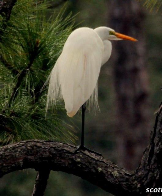 MAGNOLIA BEACH 1ST ADDN - Residential