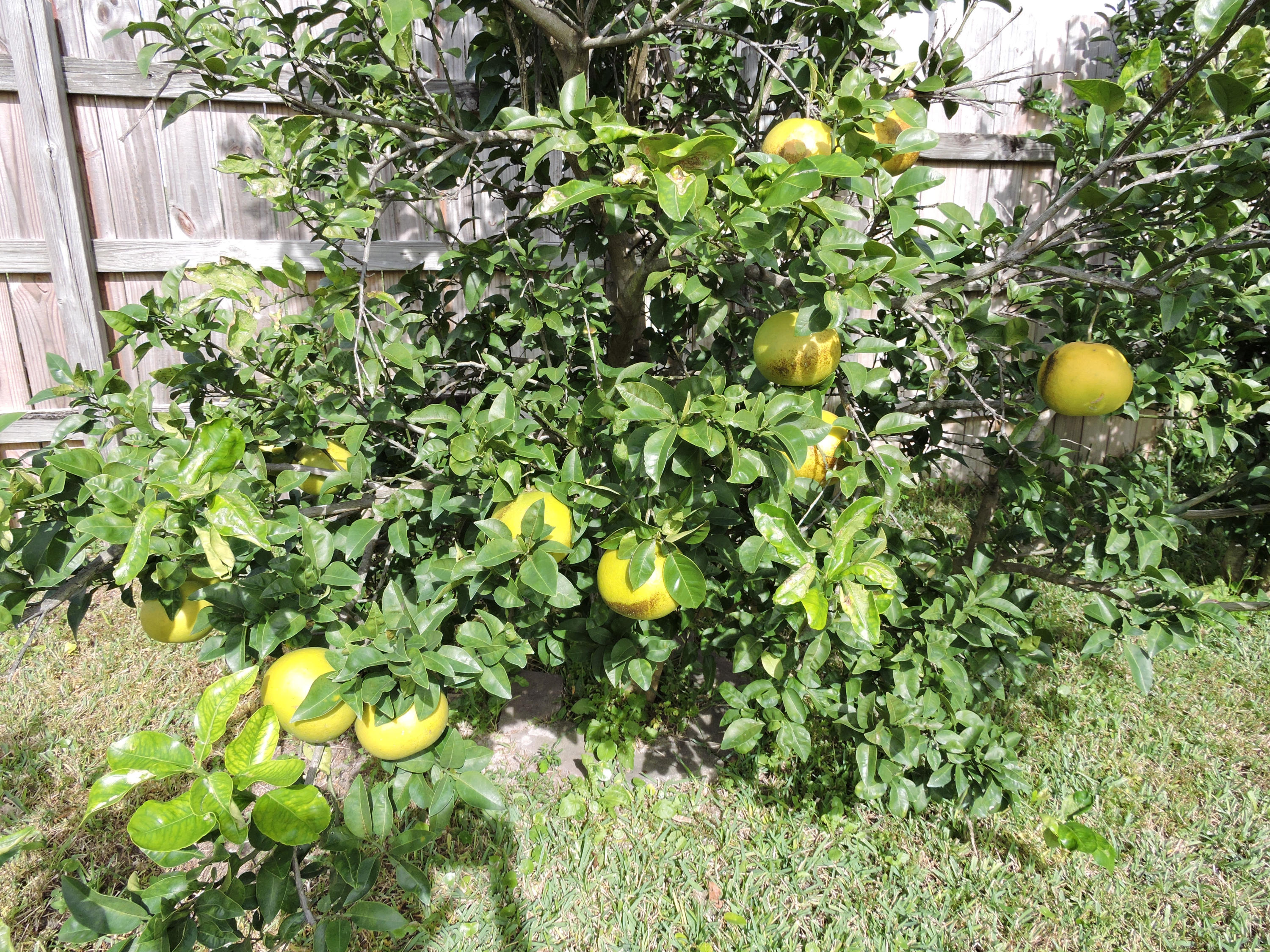 KELL-AIRE GARDENS - Residential