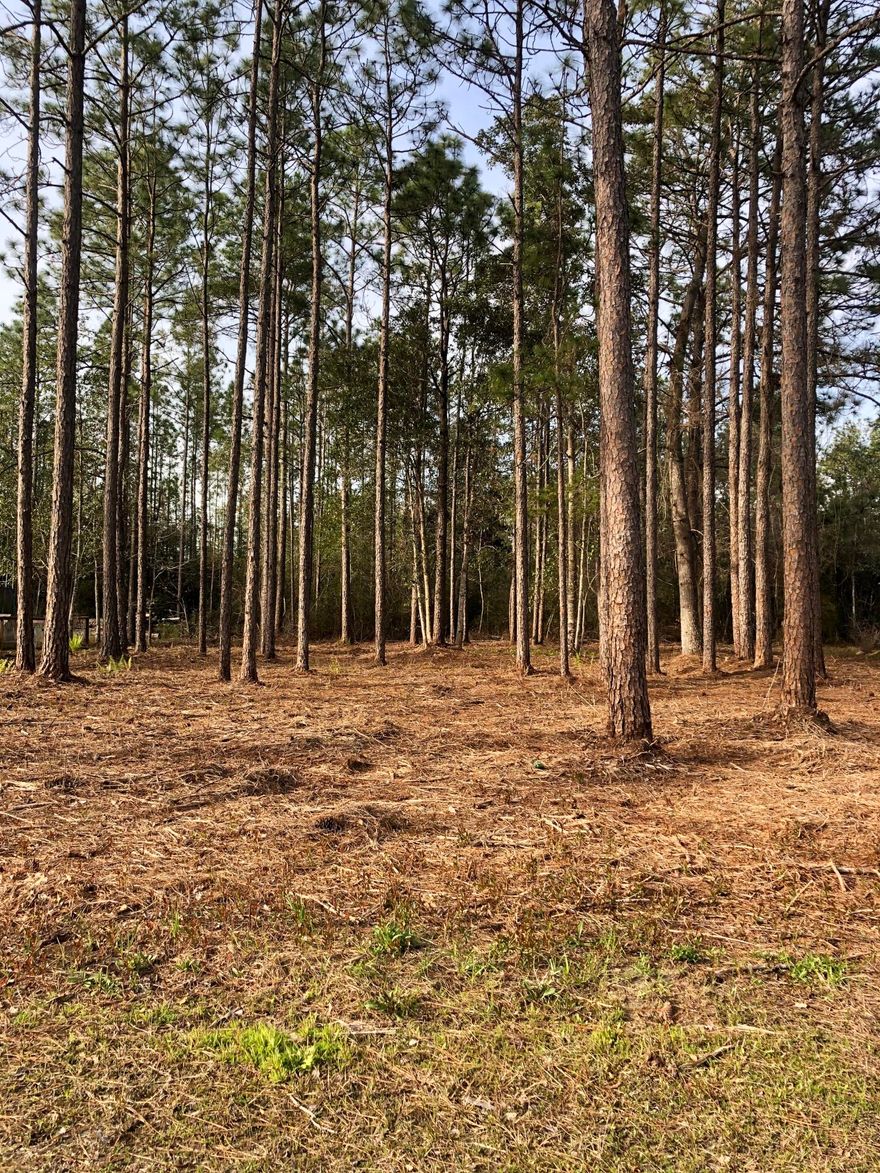 Take in the full beauty of this nicely wooded lot on a paved road within 1-2 miles of all (3) Freeport schools. Great location to build! Mobile Homes allowed too! No HOA or restrictions! Sellers had the property bushed hogged making it easy to walk the property and take in the full beauty of this parcel of land. It's approx 100' x 150'. All information is deemed to be accurate. Buyers are responsible to verify all information.