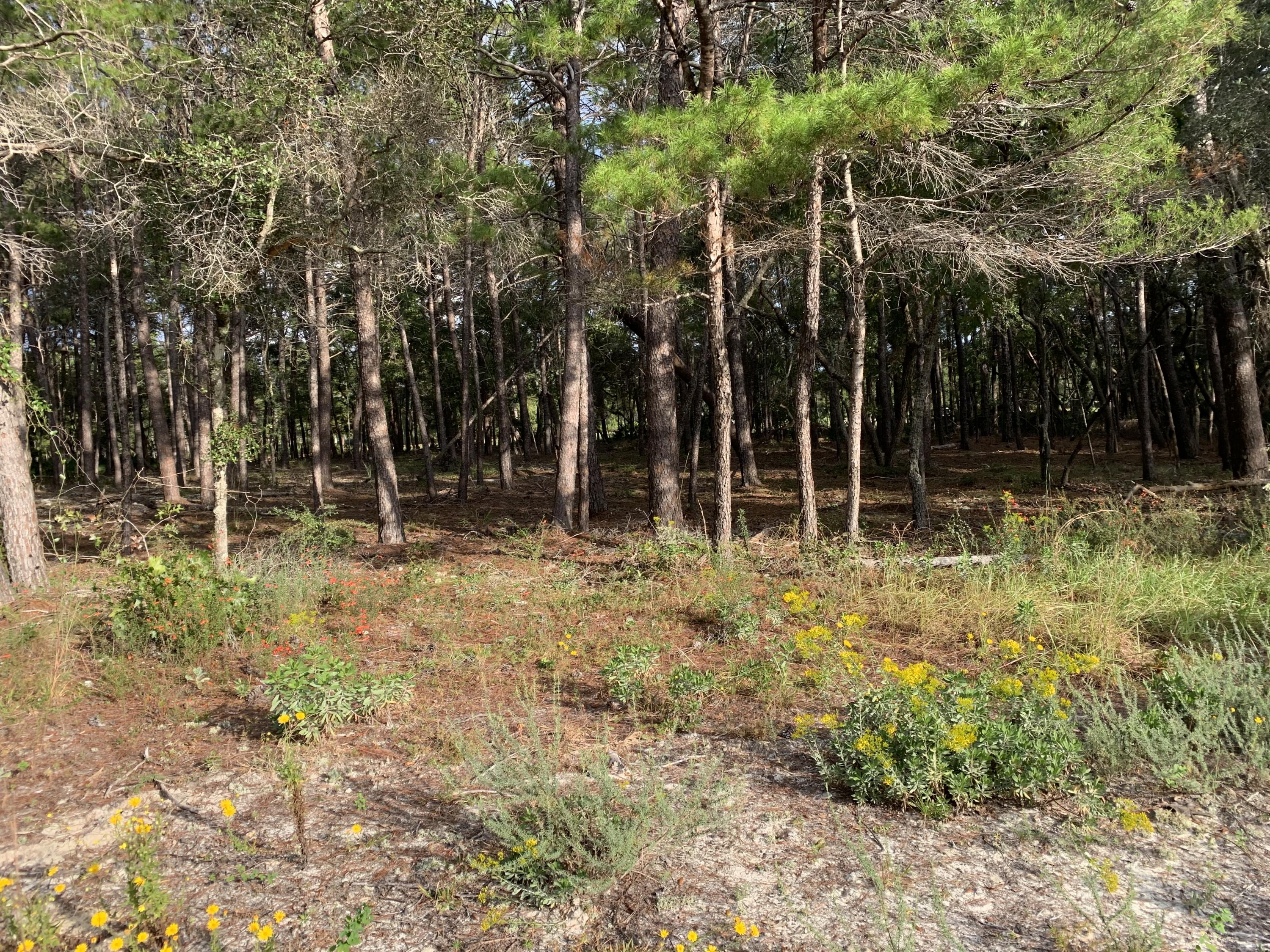 WILD HERON PHASE III - Land