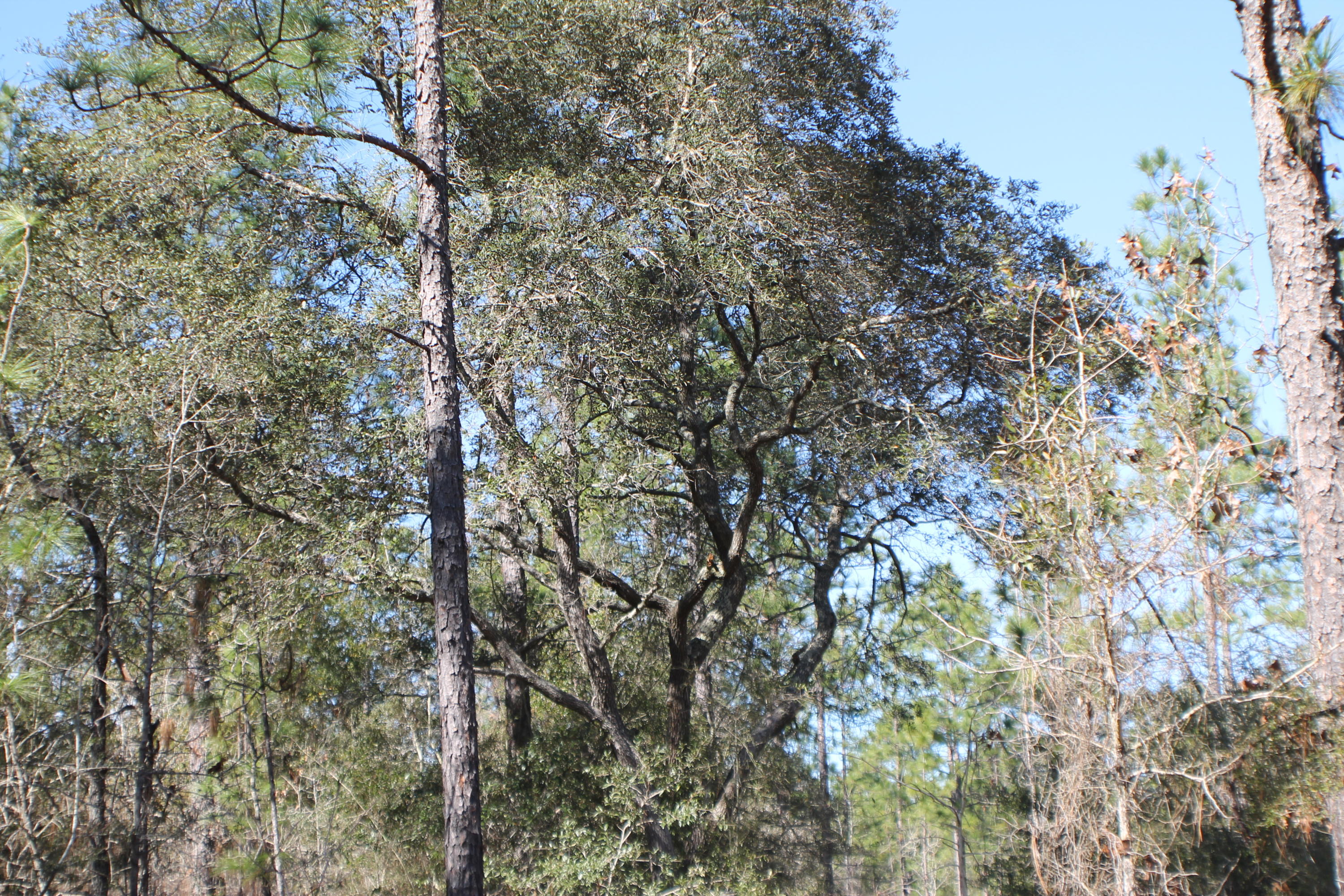 METES & BOUNDS - Farm