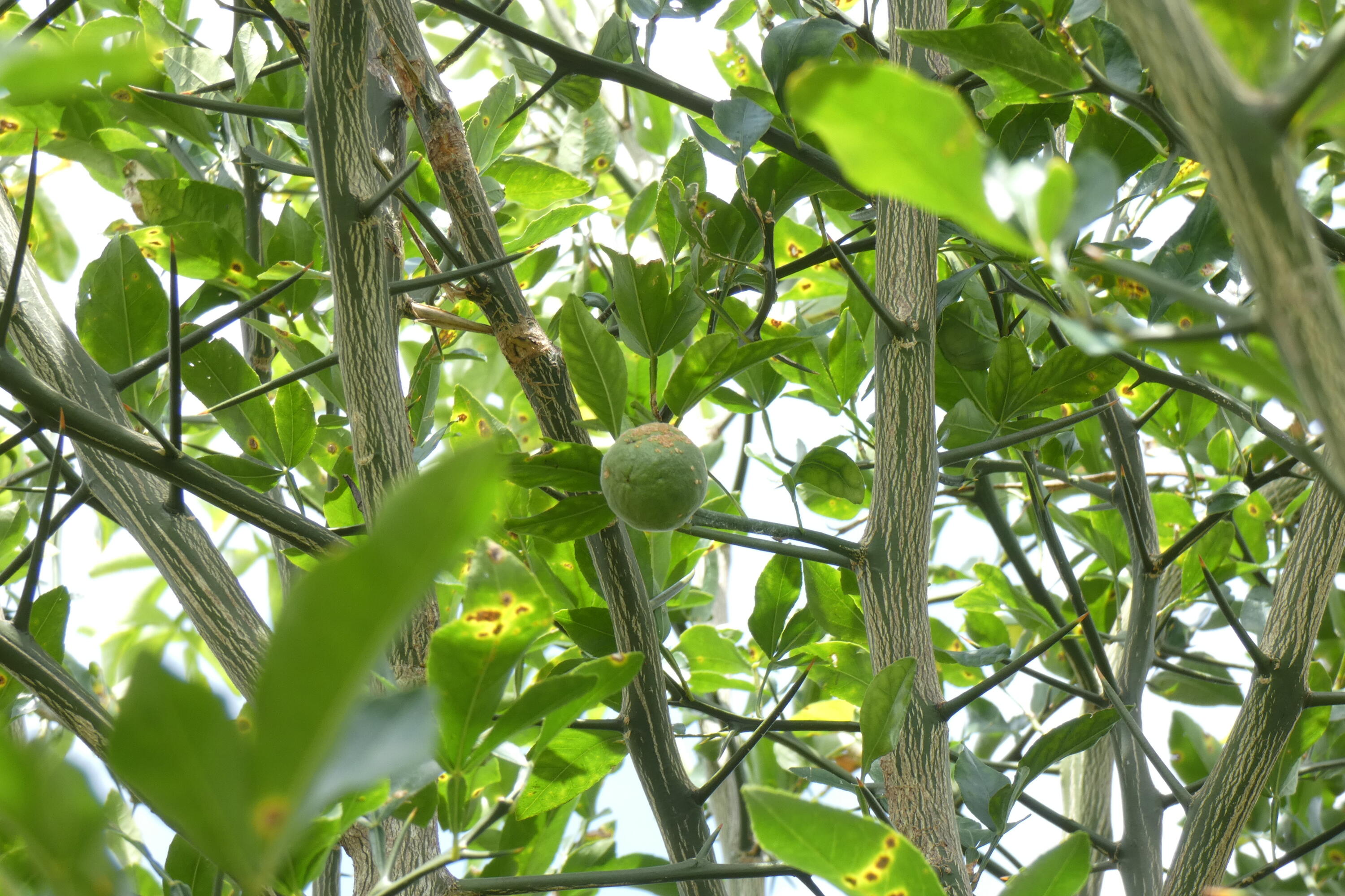 WINDSOR VILLAGE - Residential