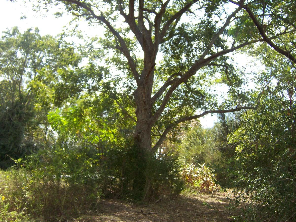 Meetes and bounds - Land