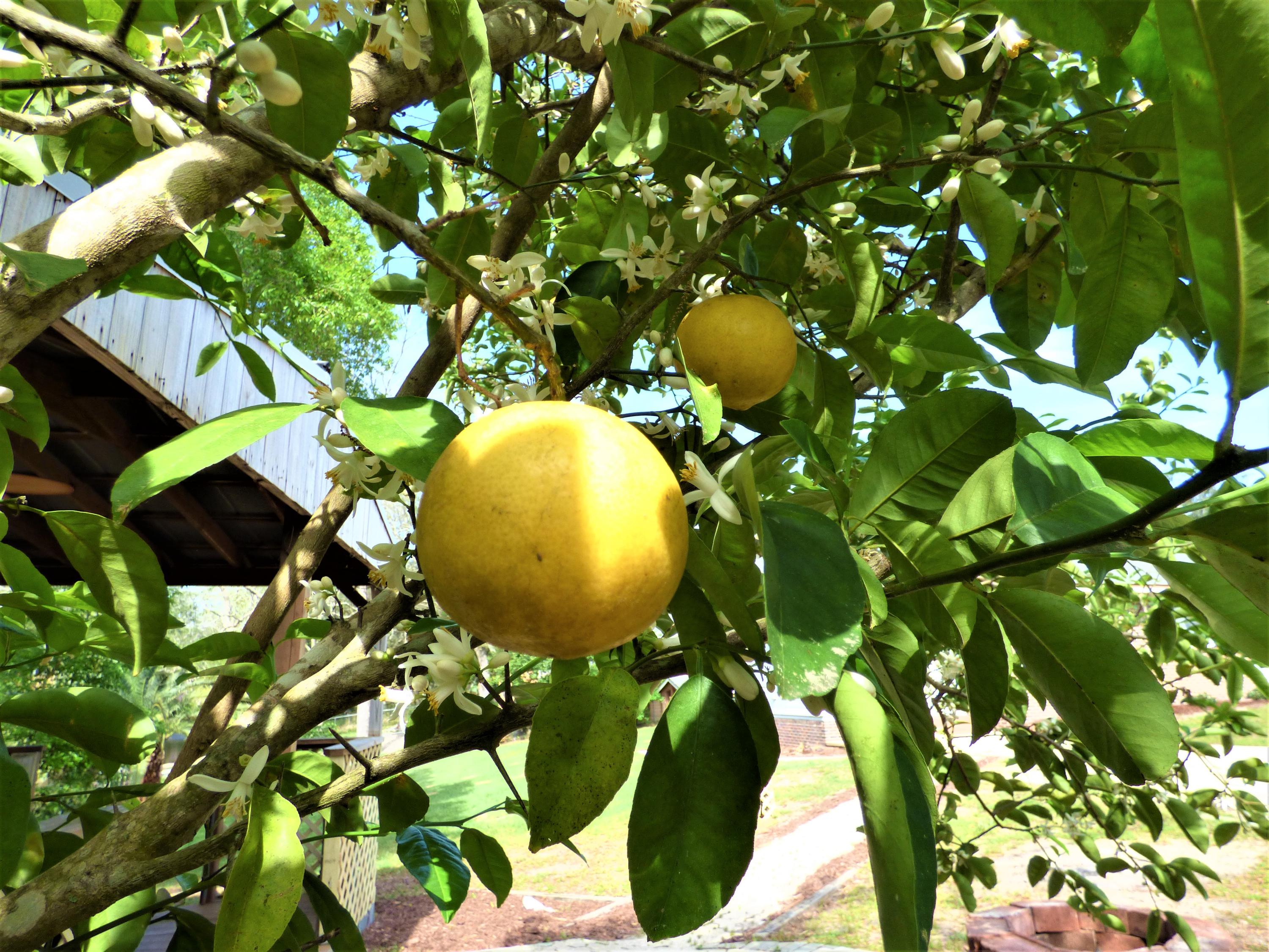 MINGER S/D - Residential