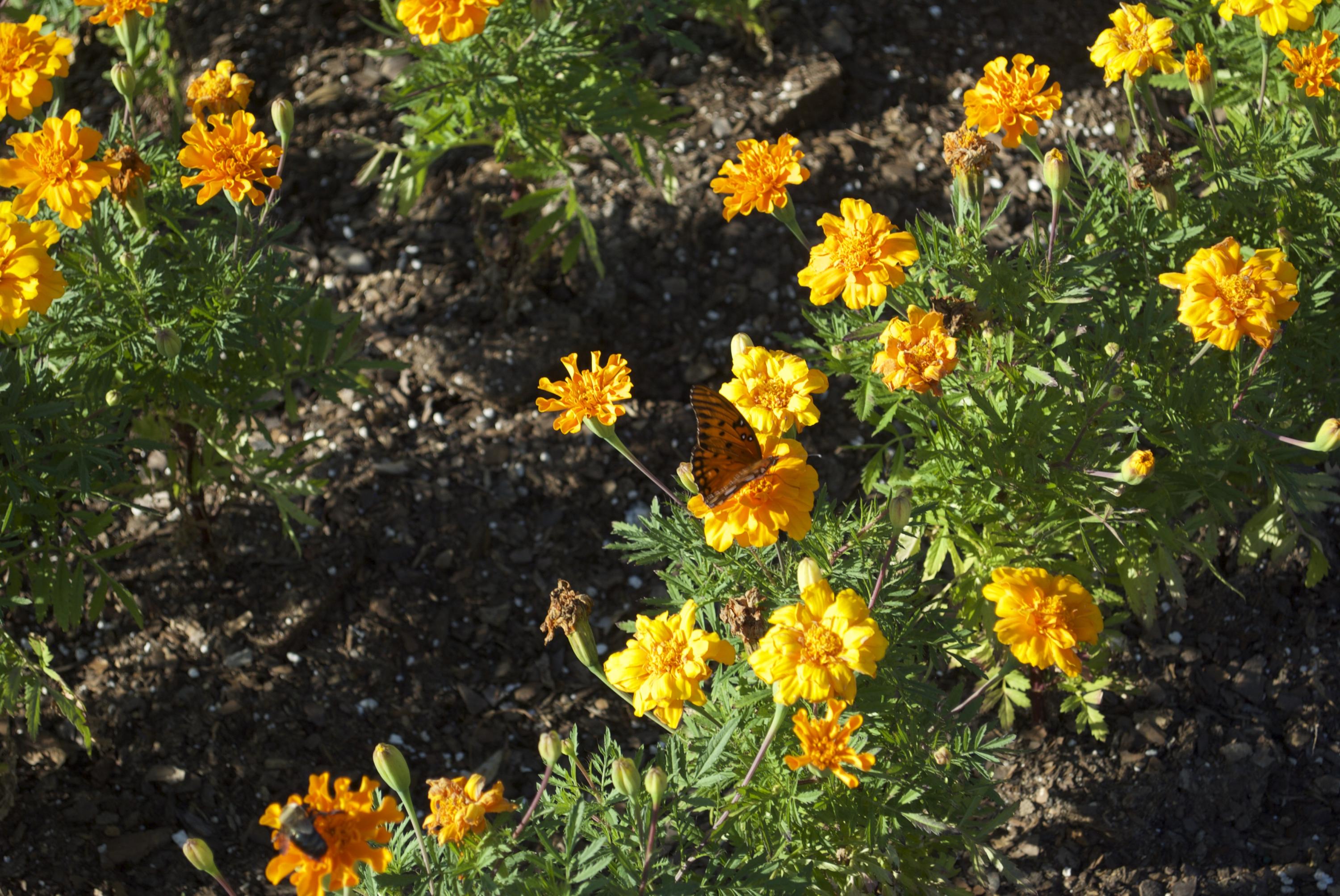 THE PRESERVE AT GRAYTON BEACH - Land