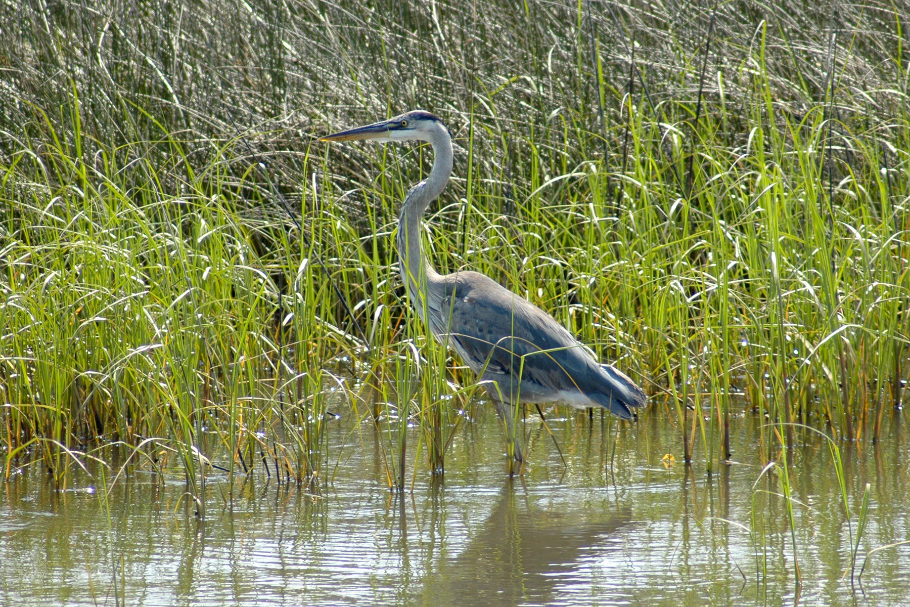 BAYPINES (SANDESTIN) - Residential