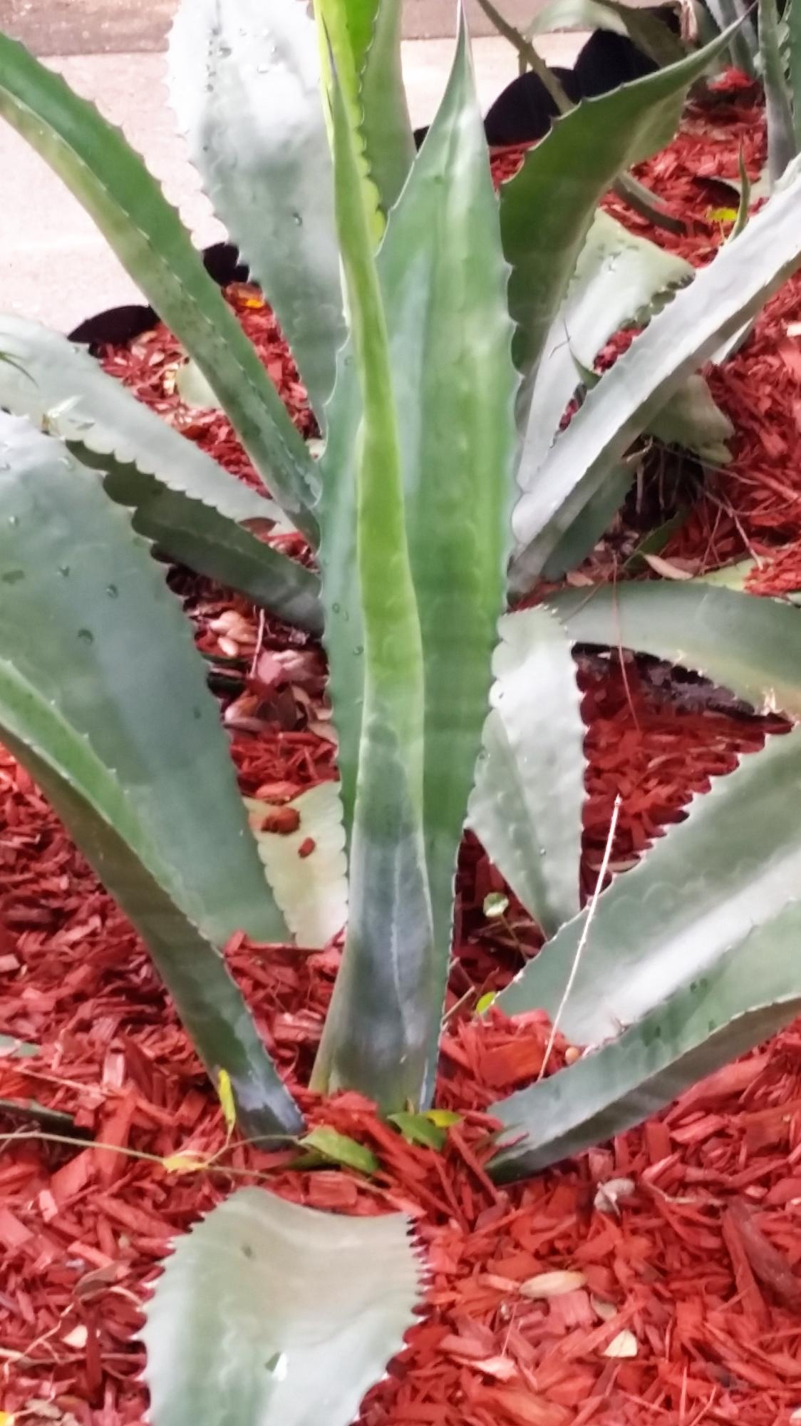 SOUTHFIELD - Residential