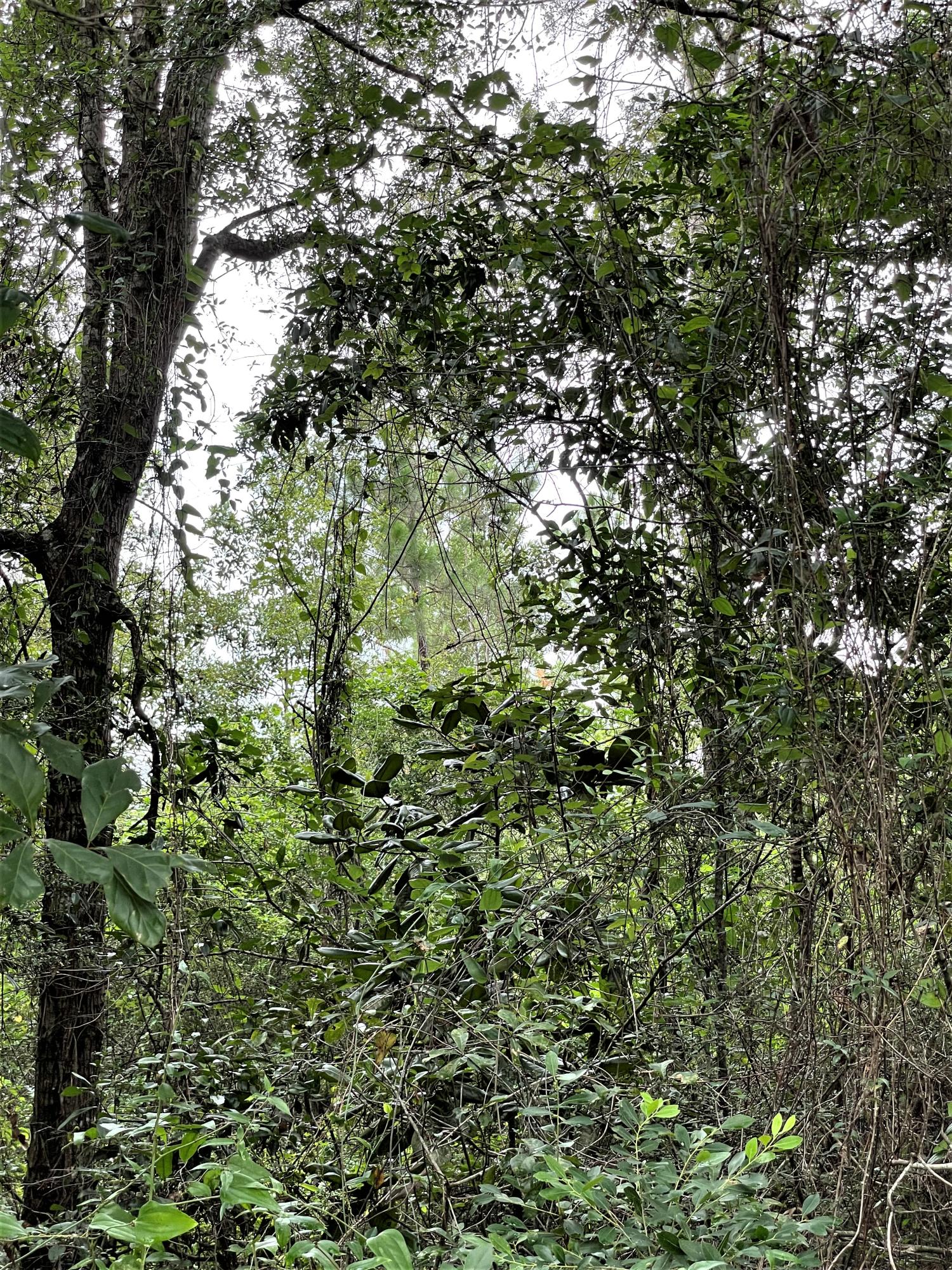 Beautiful wooded one acre lot South of the Interstate, convenient to shopping - the new publix that is being built, and only 30 minutes from the beaches and 30A! This lot would be a wonderful place to build your dream home (restrictions - no mobile homes, modular homes, or permanent RV's). The lot is on a paved road and has really nice homes across the street on large lots so as not to be crowded. There are tons of beautiful mature trees such as oak, pine and magnolia. This lot also has lots of native plants so leaving a natural landscape would mean less maintenance. Restrictions (no mobile homes, modular homes, or permanent RV's) Come view this beautiful lot today!