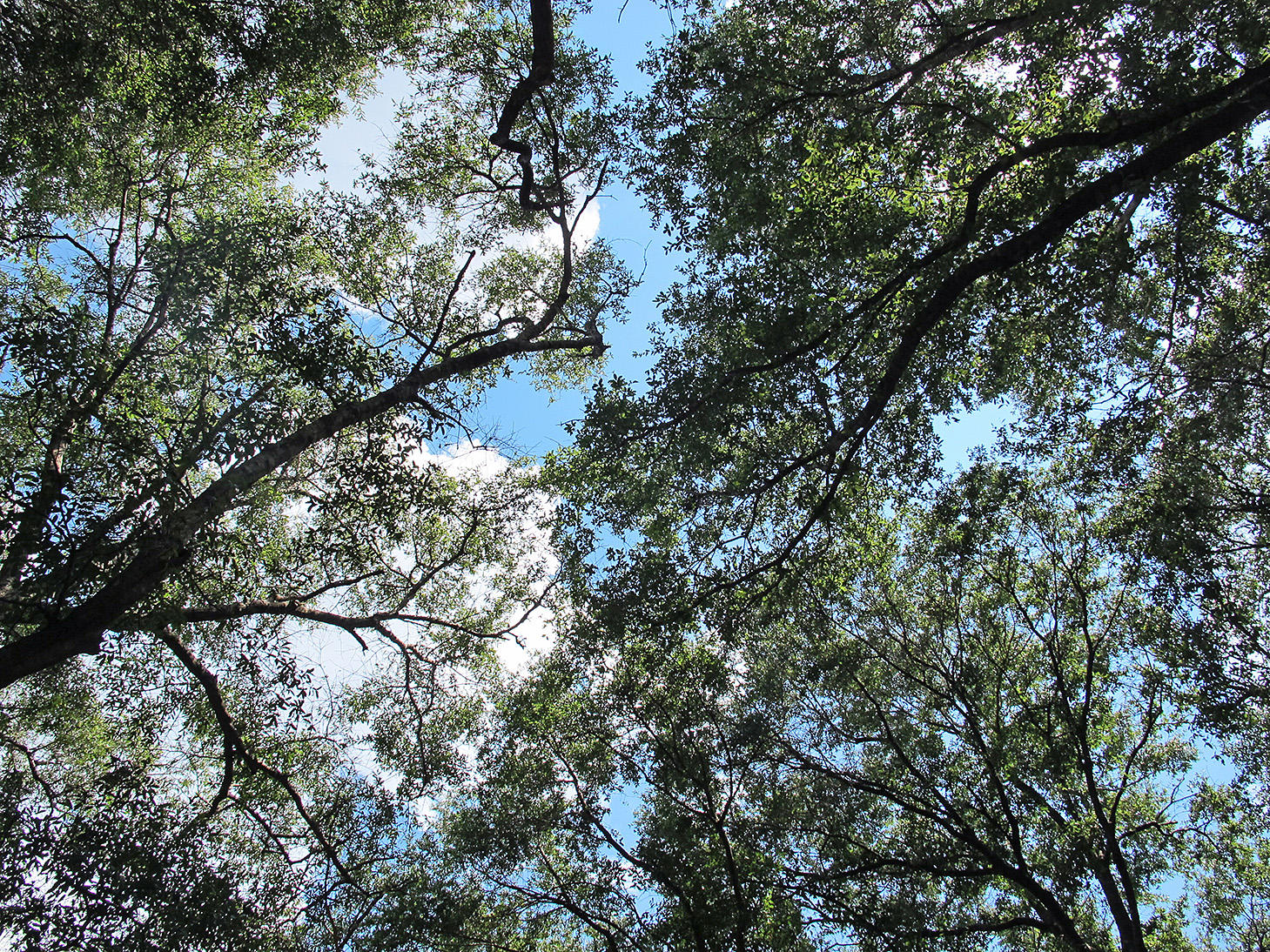 COUNTRY OAKS ESTATES PH 2 - Residential