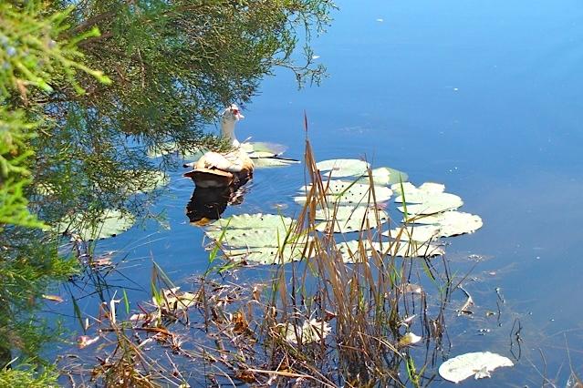 Juniper Hills S/D Unit 1 - Residential