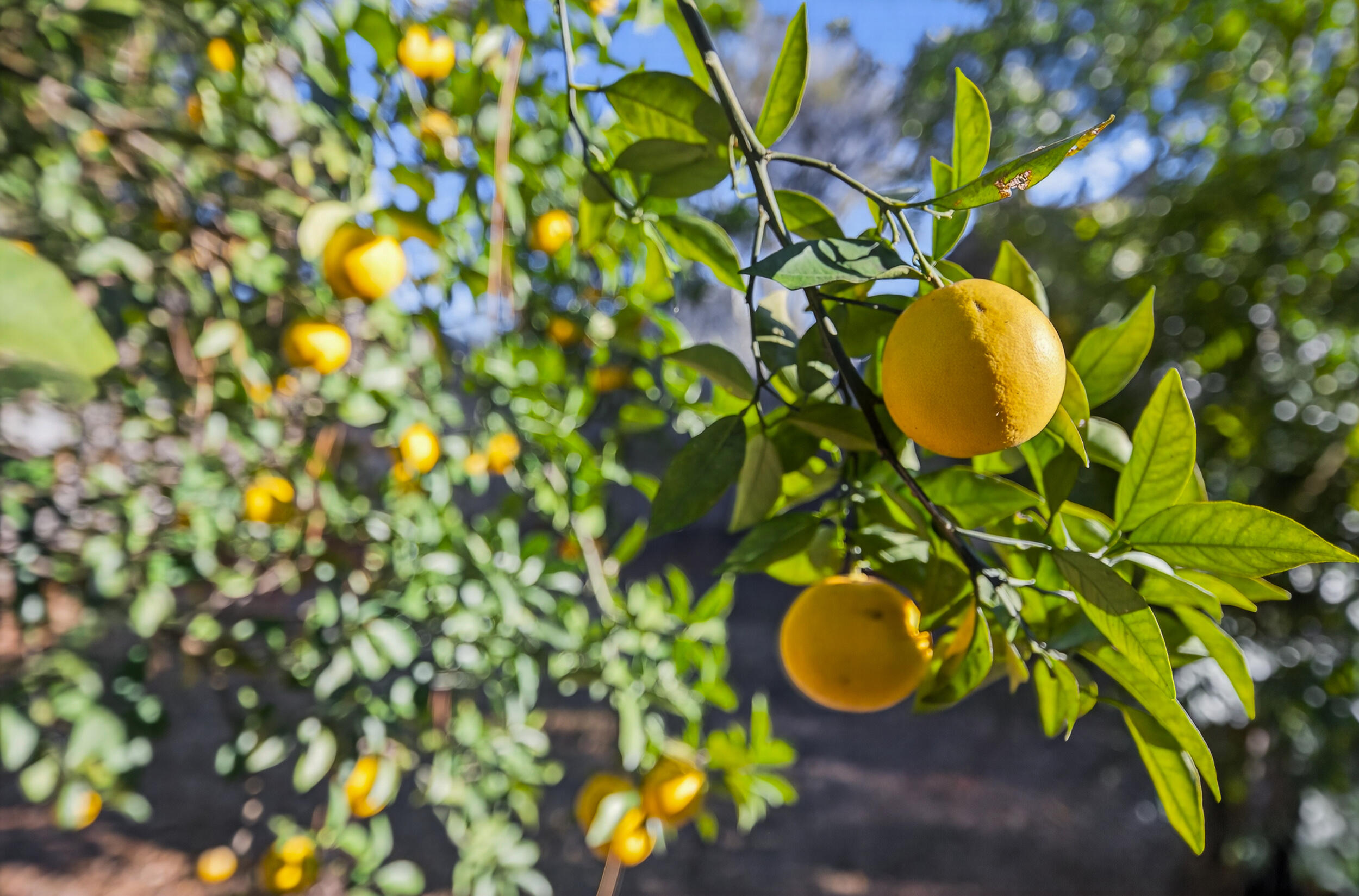 CARIBBEAN VILLAGE EAST 1 - Residential