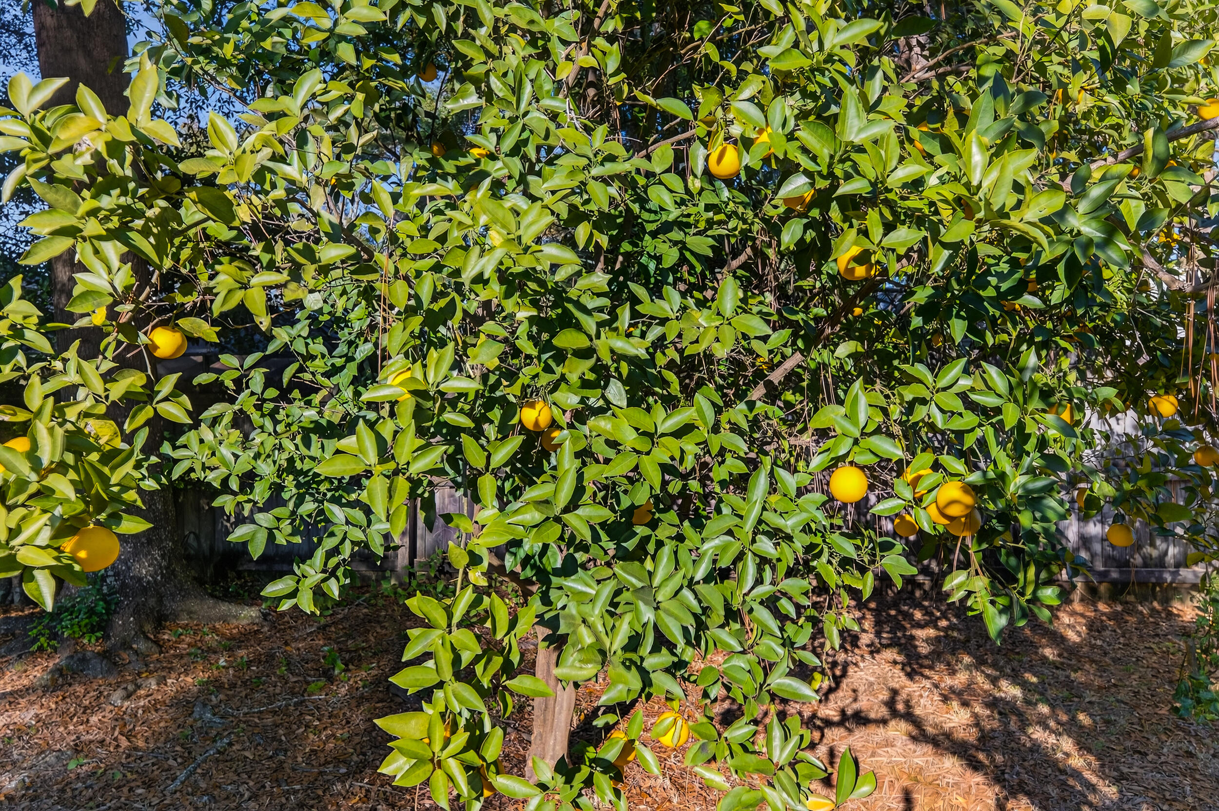 CARIBBEAN VILLAGE EAST 1 - Residential