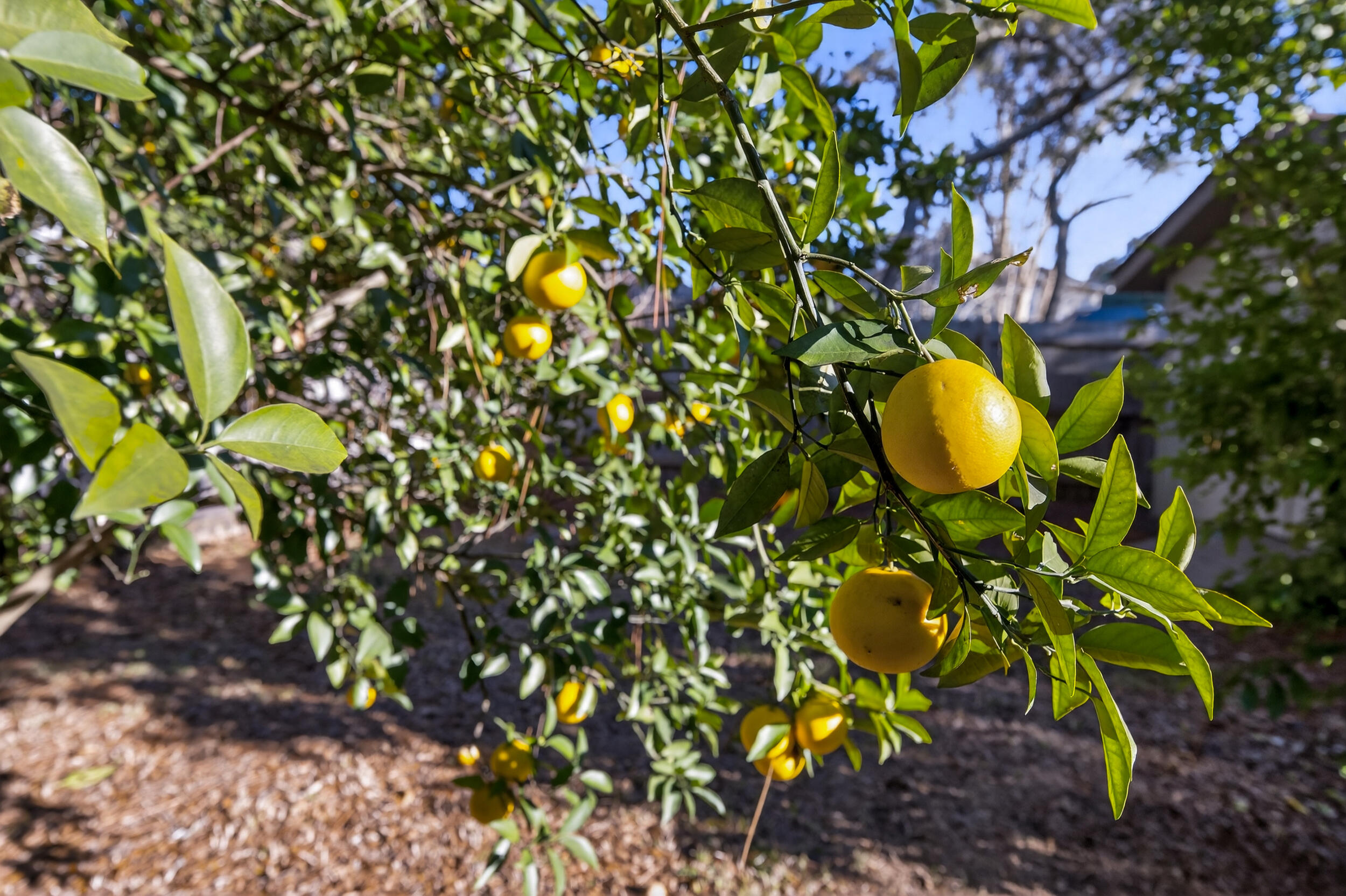 CARIBBEAN VILLAGE EAST 1 - Residential