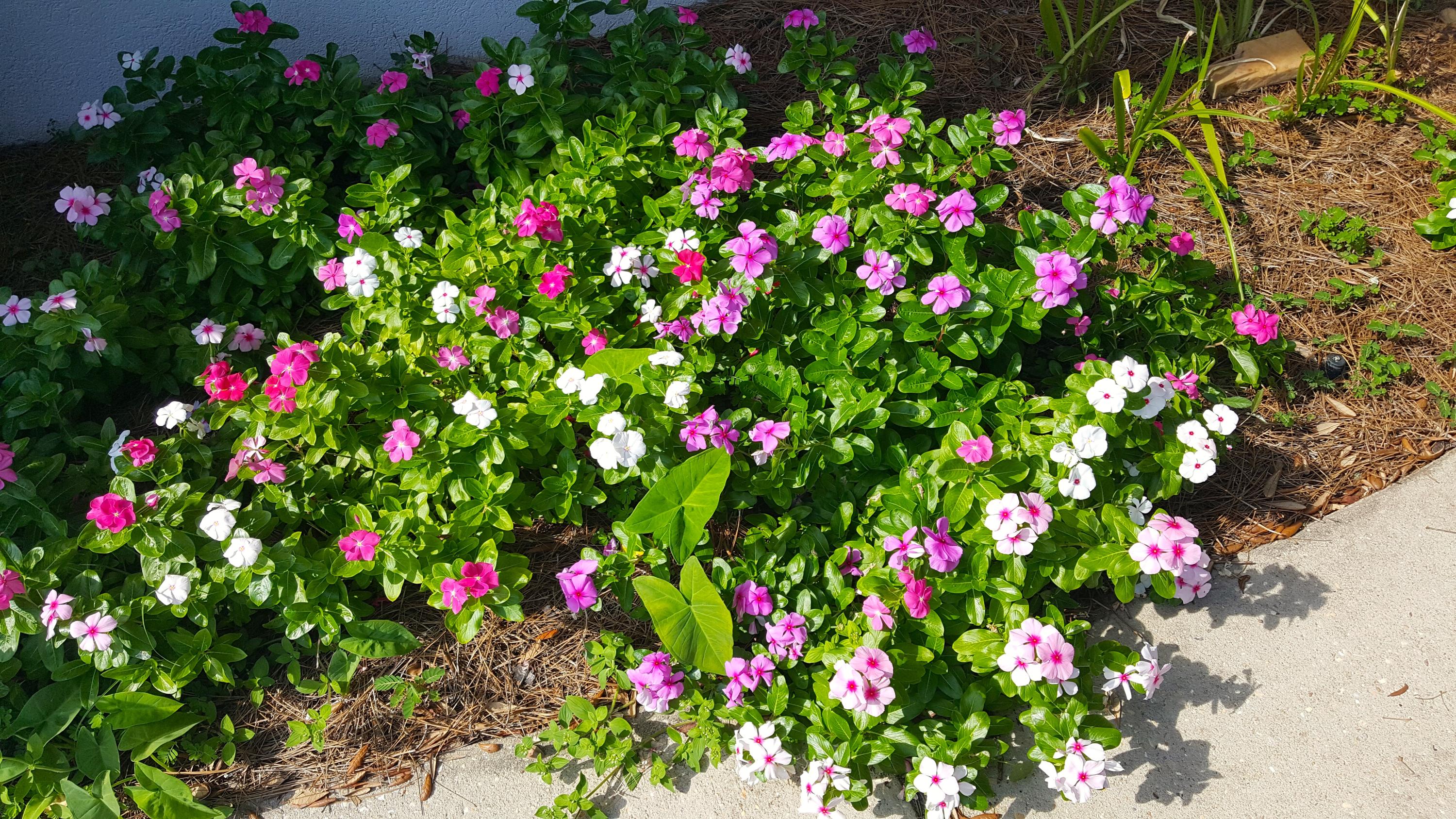 Biscayne Point Pine Ranch - Residential