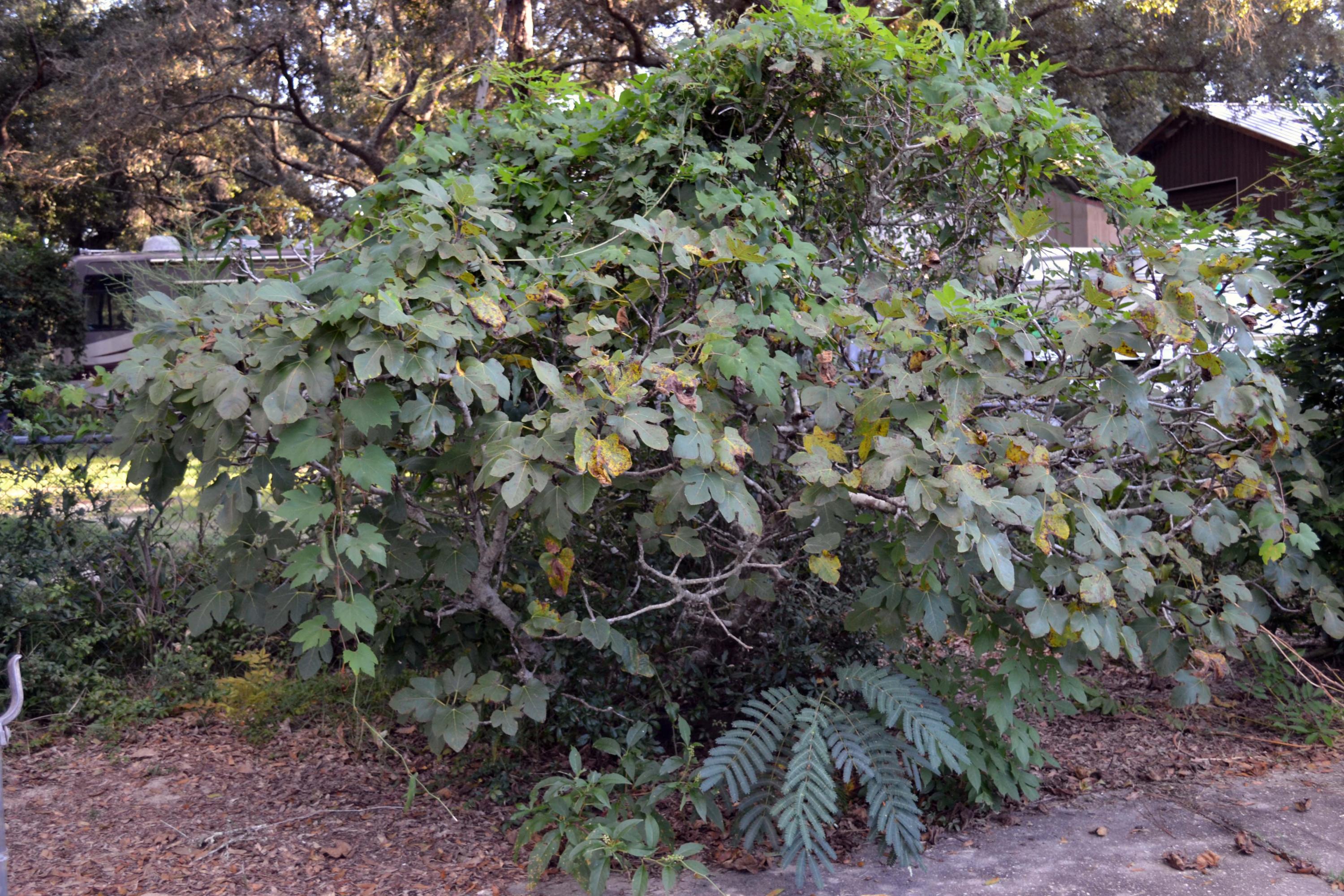 Seminole - Residential