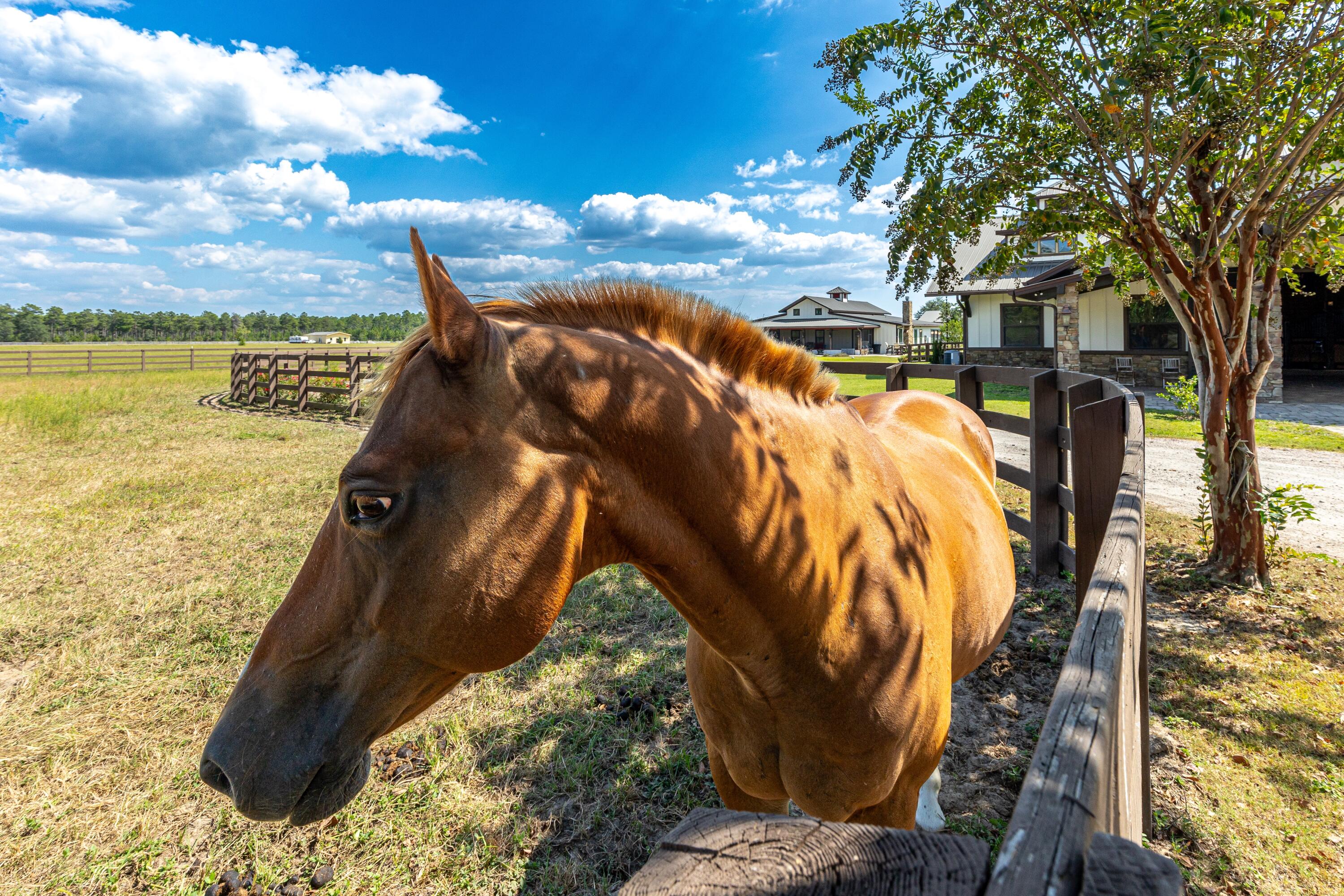 STABLES AT SANDY PINE - Farm