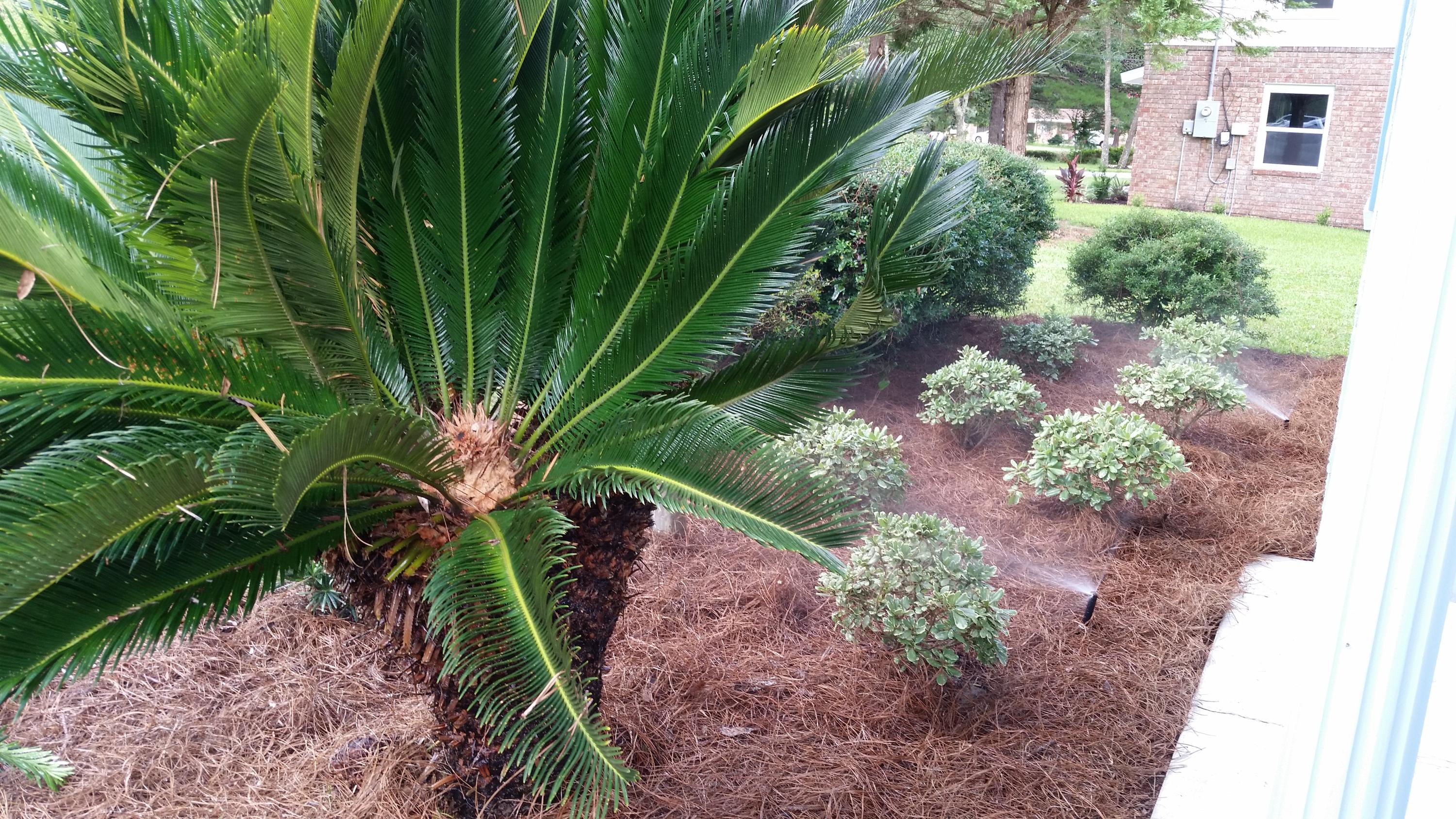 LONGWOOD - Residential