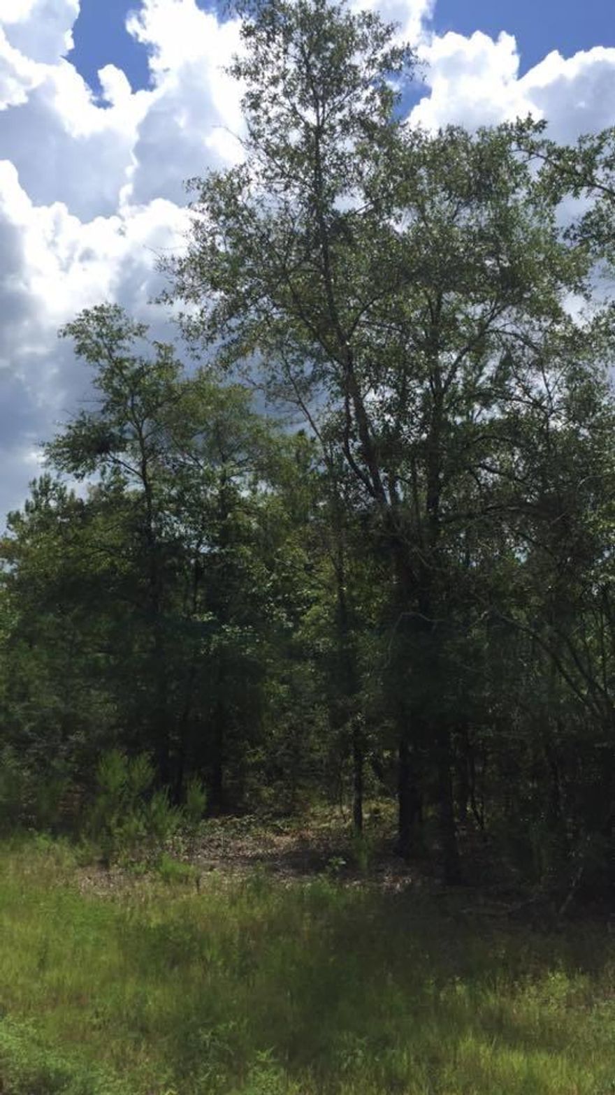 This is a beautiful wooded lot for building on or placing that nice new Mobile Home on with a Land Home Package? Clear as YOU LIKE this has not been cut over!!